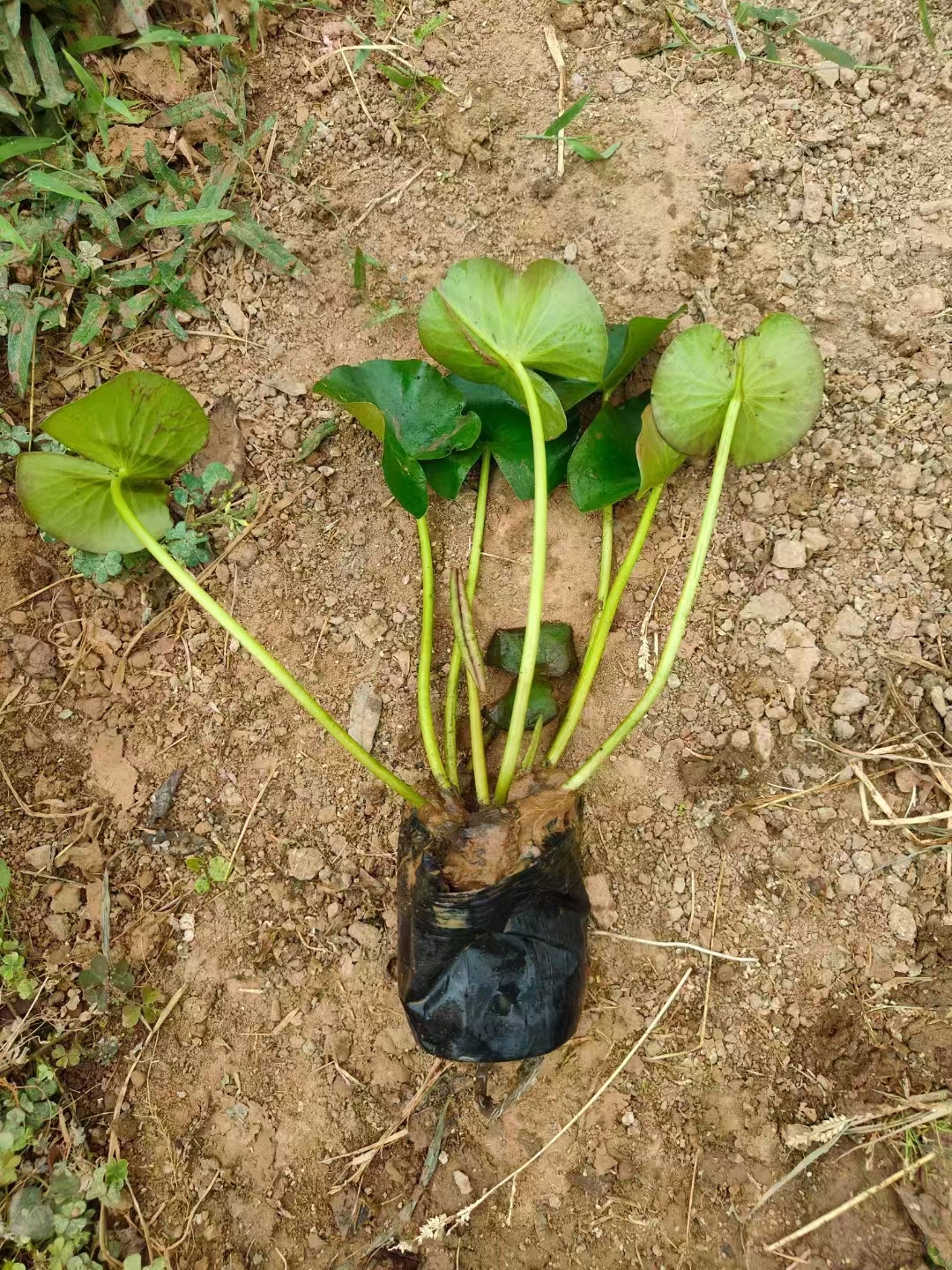 睡莲叶碧花艳,是水体绿化的佼佼者