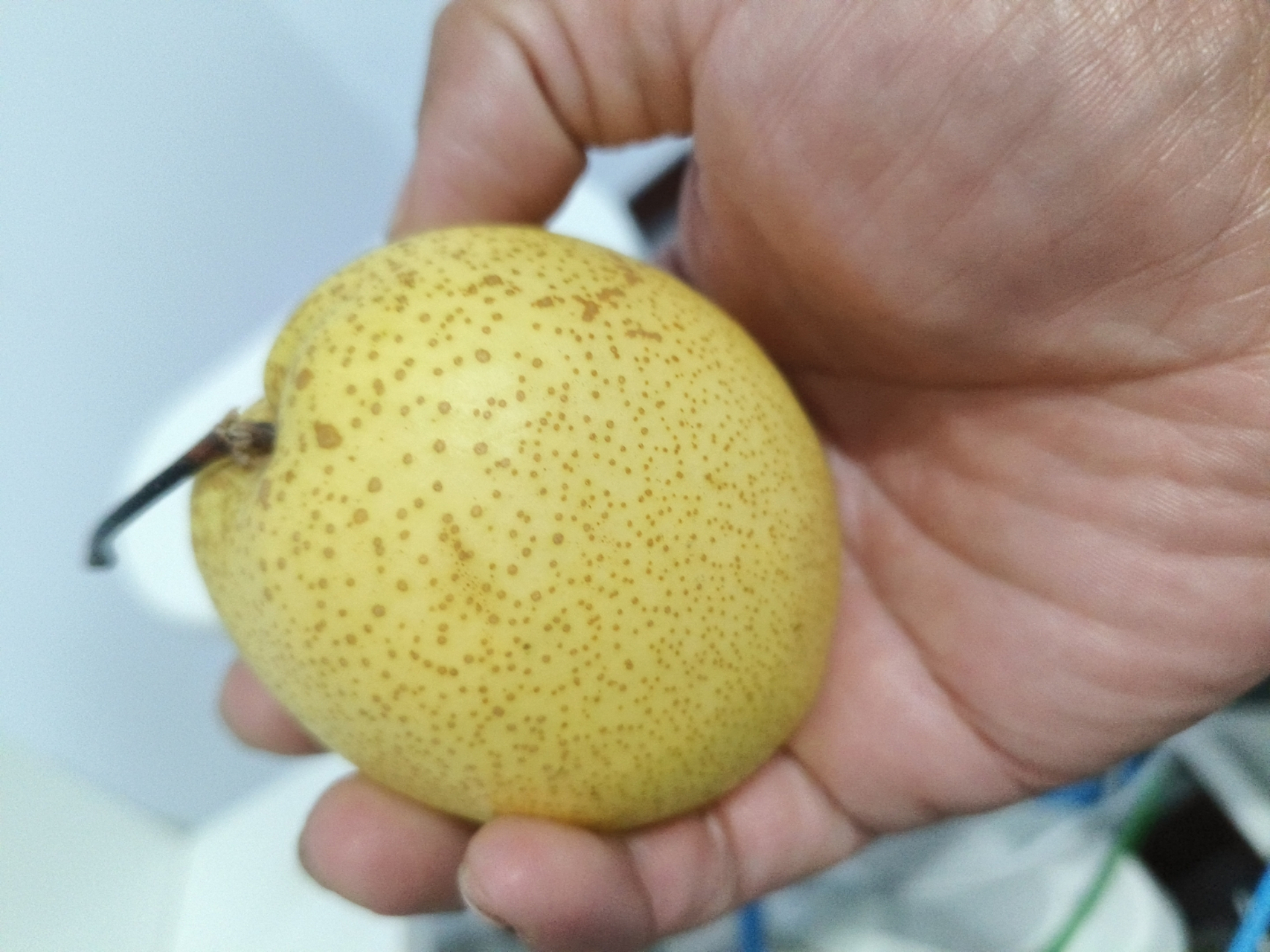 每一个梨的背后,都有一个关于初夏的故事,它们是阳光,雨露和农夫辛勤