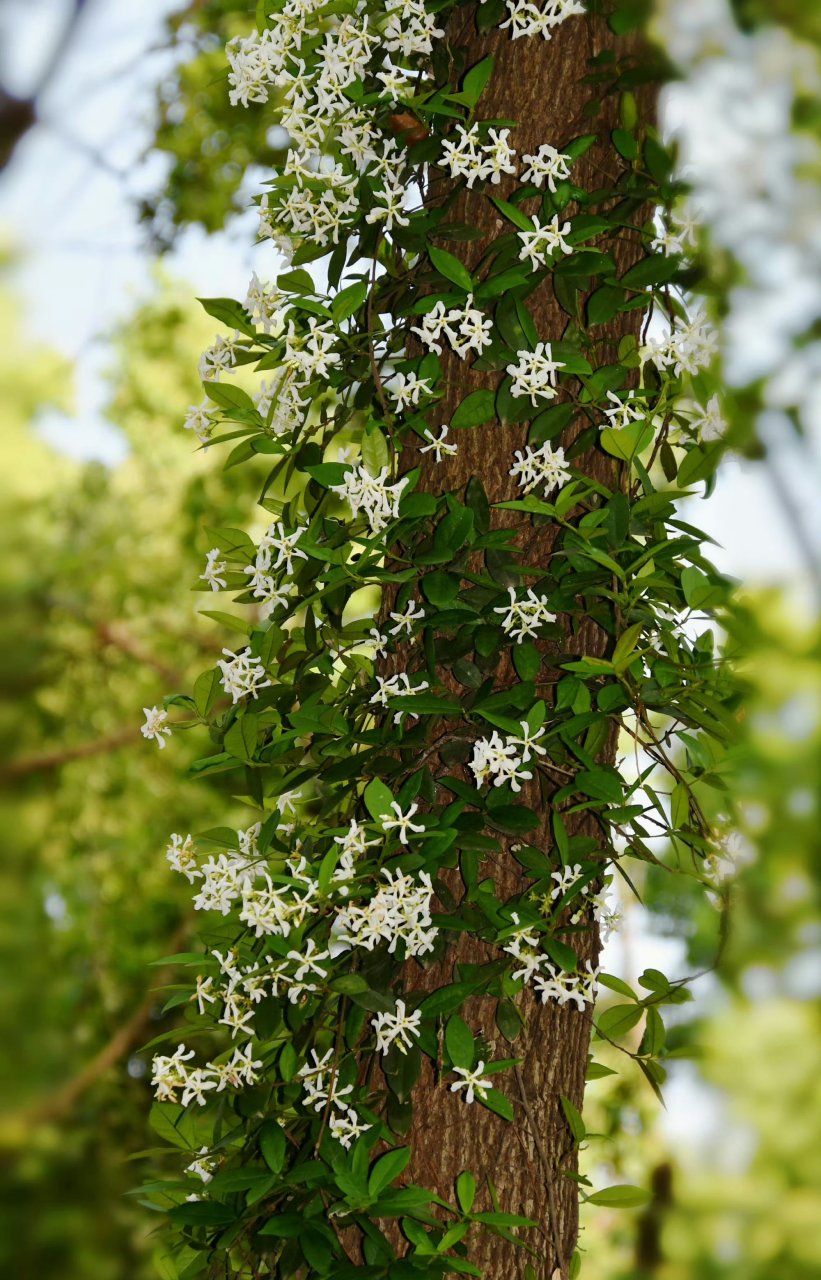 随手拍春天#  那细密的风车茉莉花,宛如万千繁花簇拥,将水杉那参天