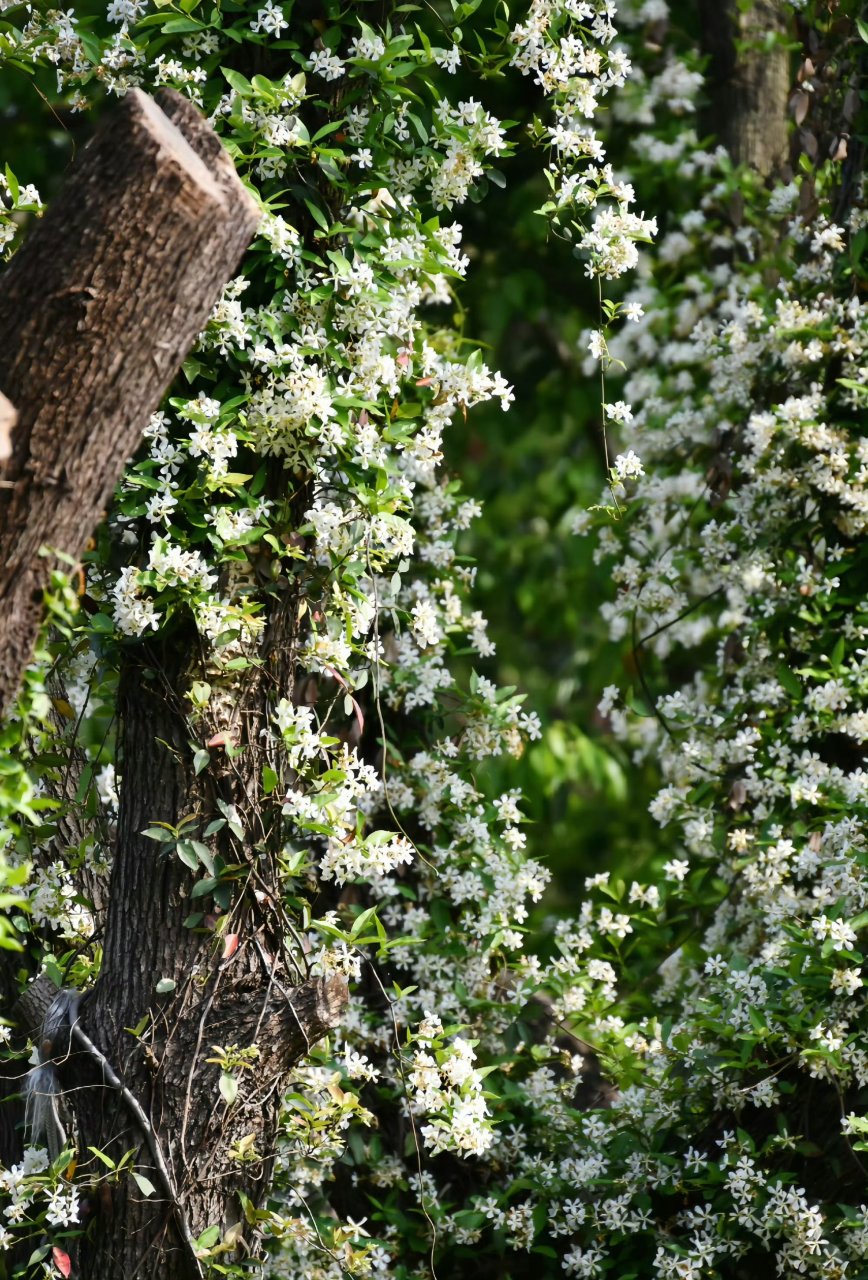 随手拍春天#  那细密的风车茉莉花,宛如万千繁花簇拥,将水杉那参天