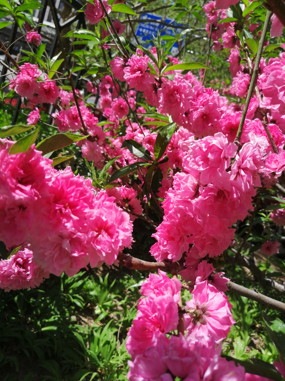 红花碧桃花期图片