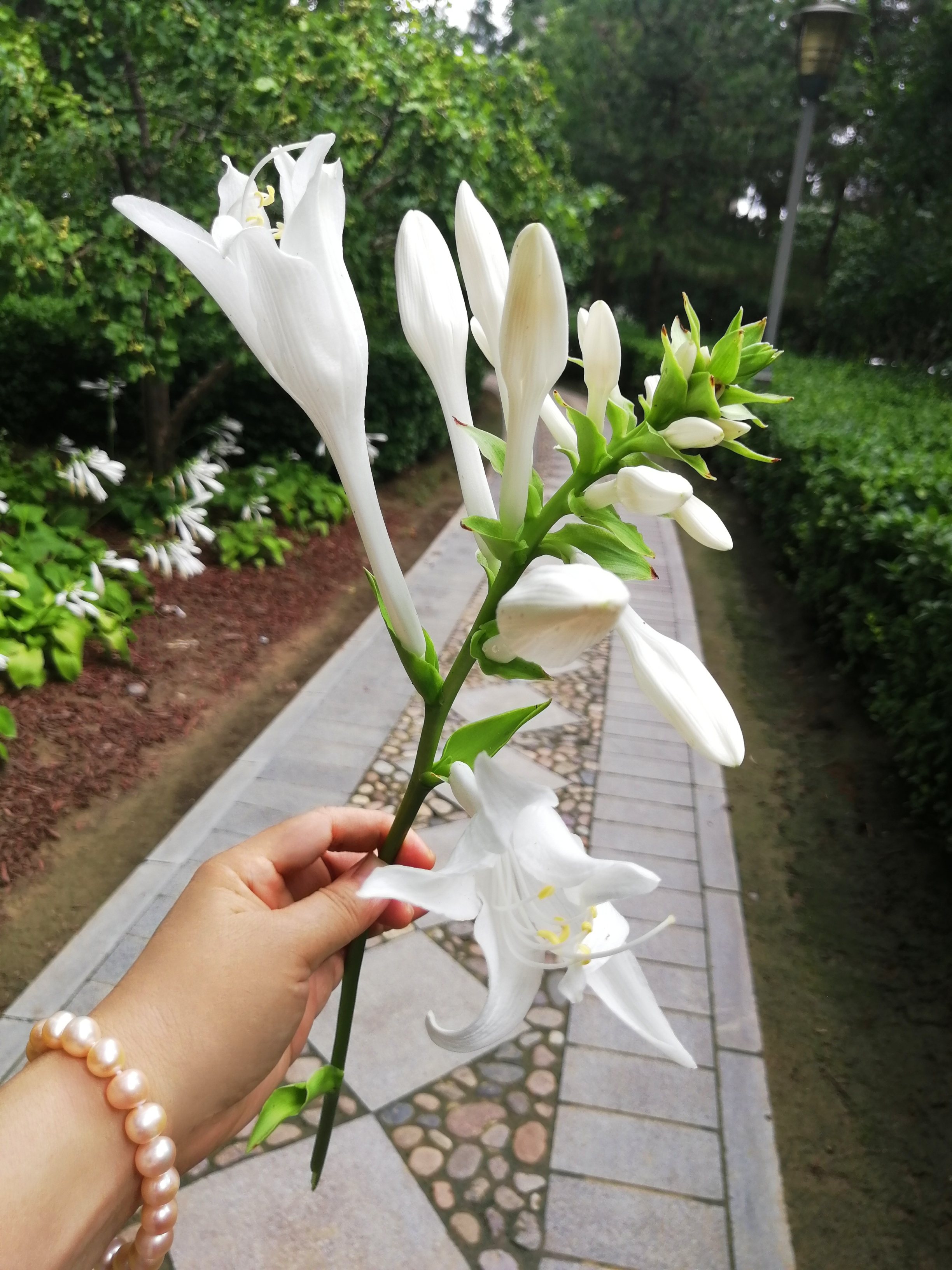 我觉得白鹤花这名字别致又浪漫,又是花又是鸟儿的,多美好啊!