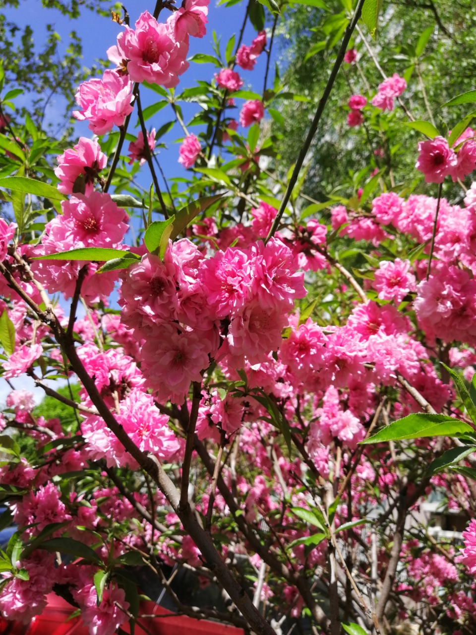 红花碧桃花期图片