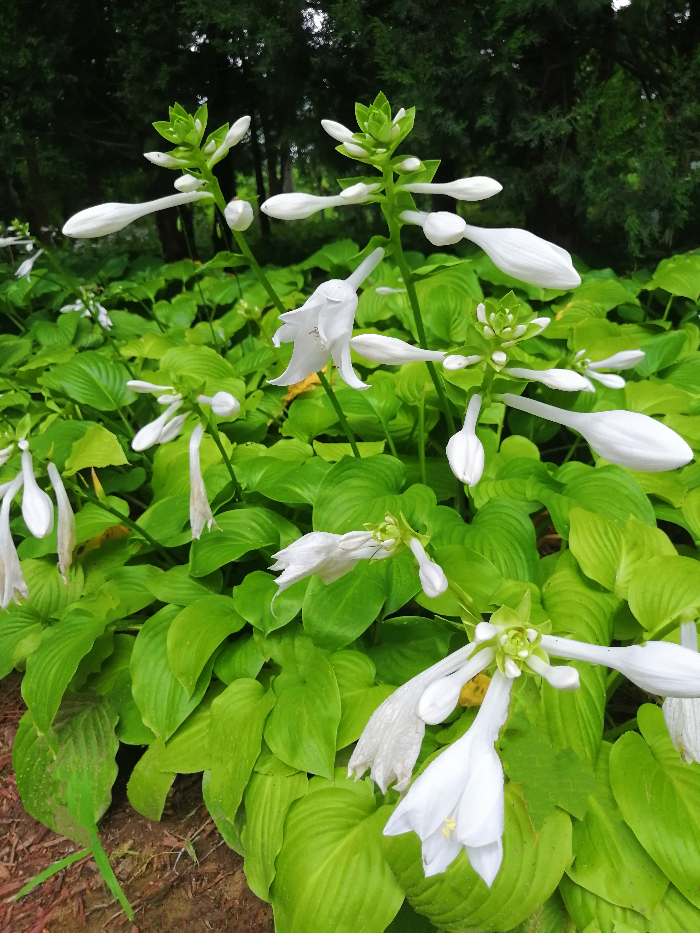 玉龙草花朵图片