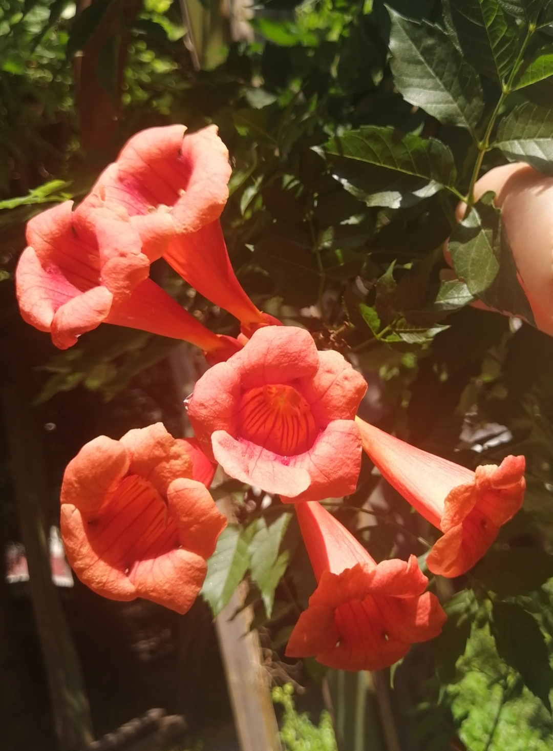 院子里的凌霄花# 676767 阳光下的凌霄花都变成小喇叭形状了!