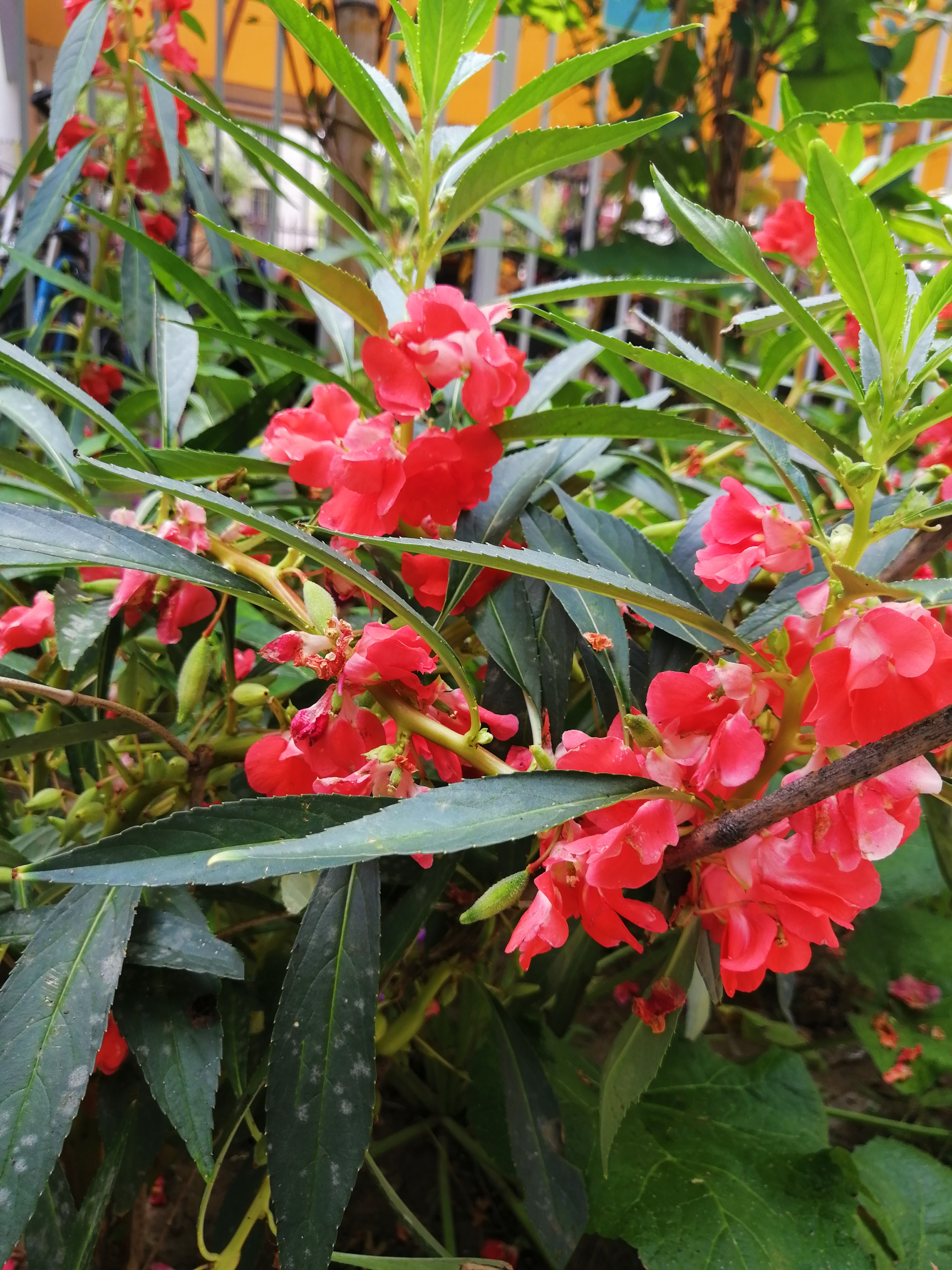 凤仙花季节图片