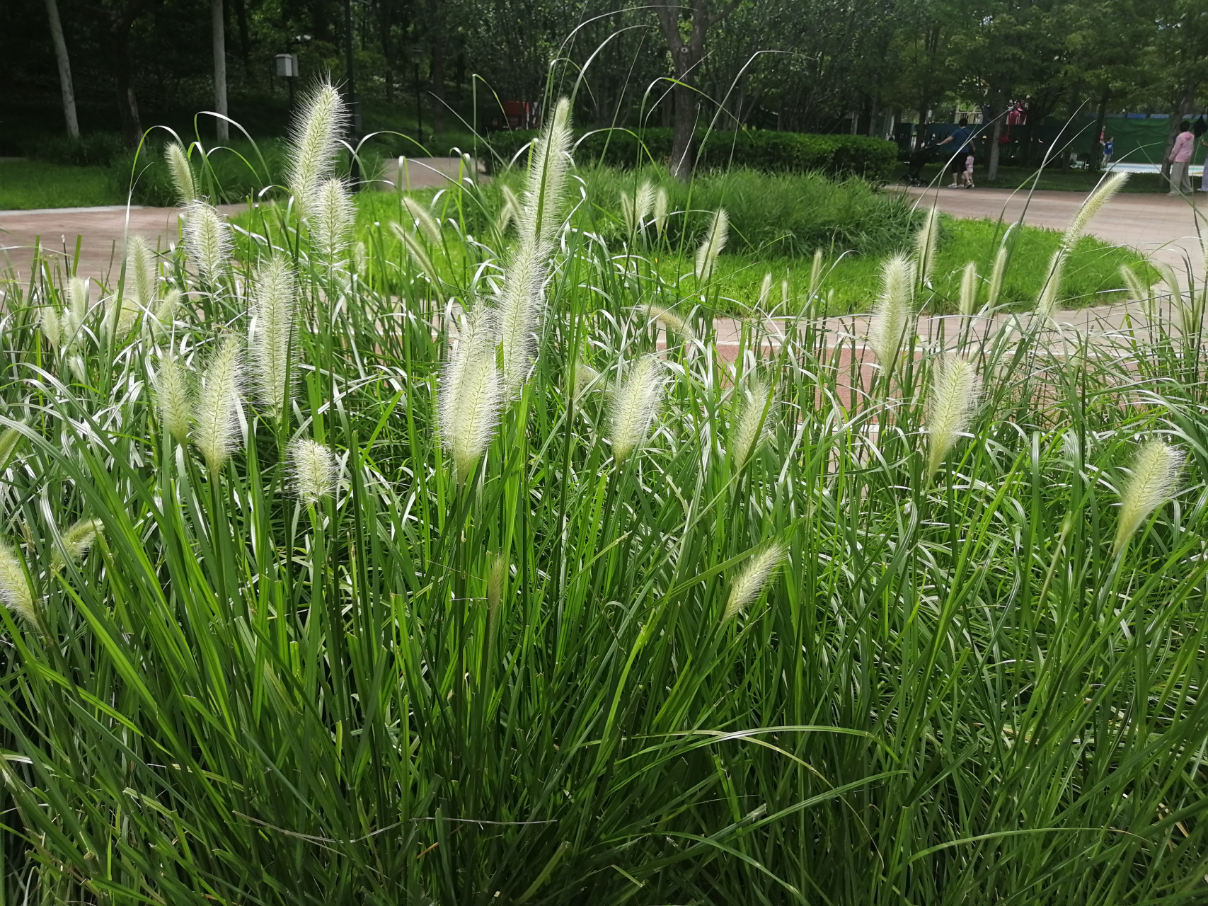 植物[超话]##我的随手拍#  这种小草学名:狼尾草,别名:狗尾巴草,狗仔