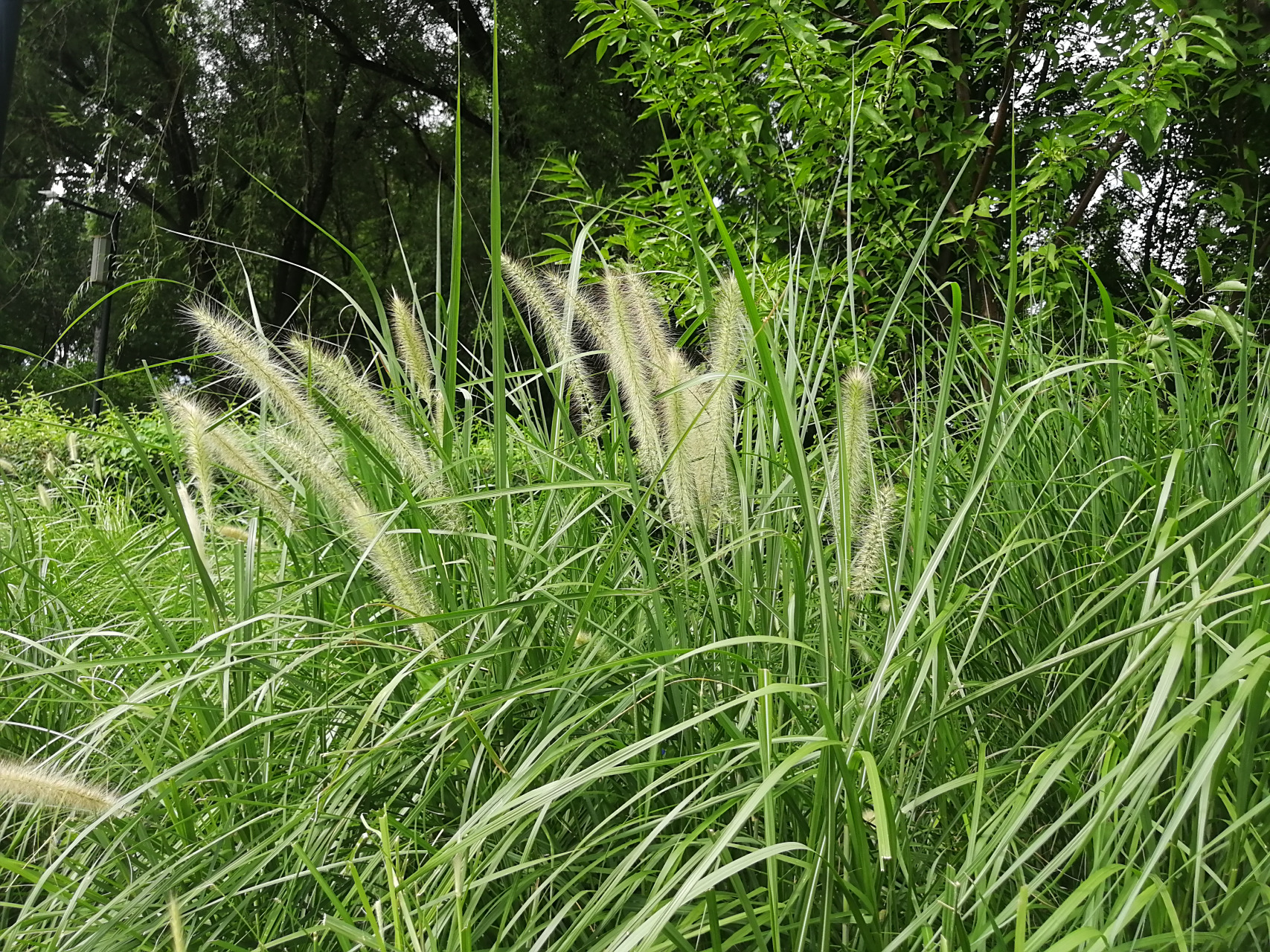 植物[超话]##我的随手拍#  这种小草学名:狼尾草,别名:狗尾巴草,狗仔