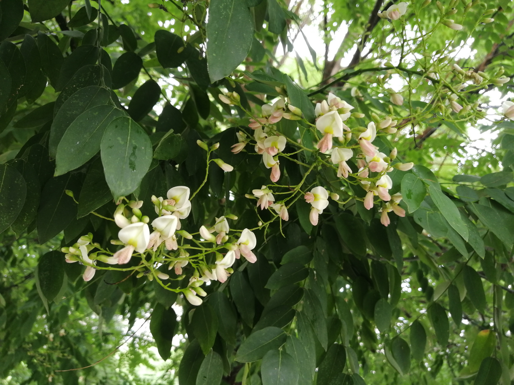 植物[超话]##我的随手拍#  这是国愧花,又称中华槐,68是豆科-槐族