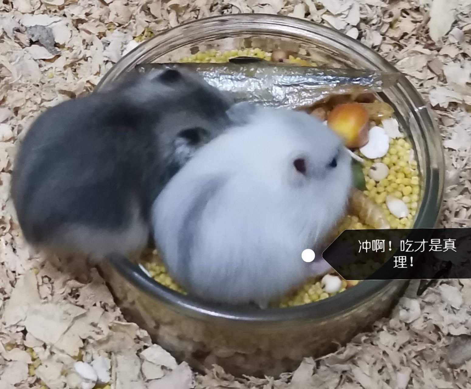 这是我们家银狐布丁的崽崽