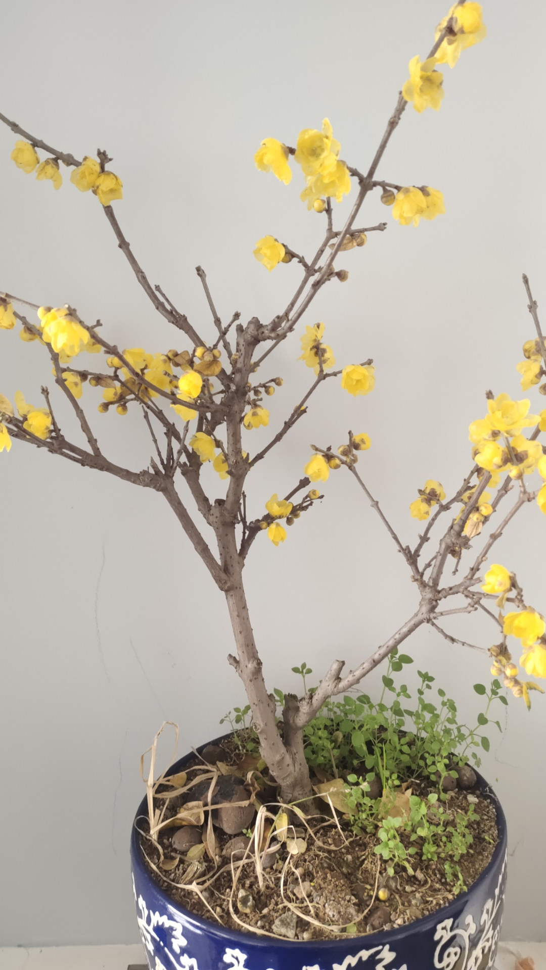 用一张图形容冬季# 腊梅和梅花,丰富家里冬季的色彩,香味浓郁,值得养