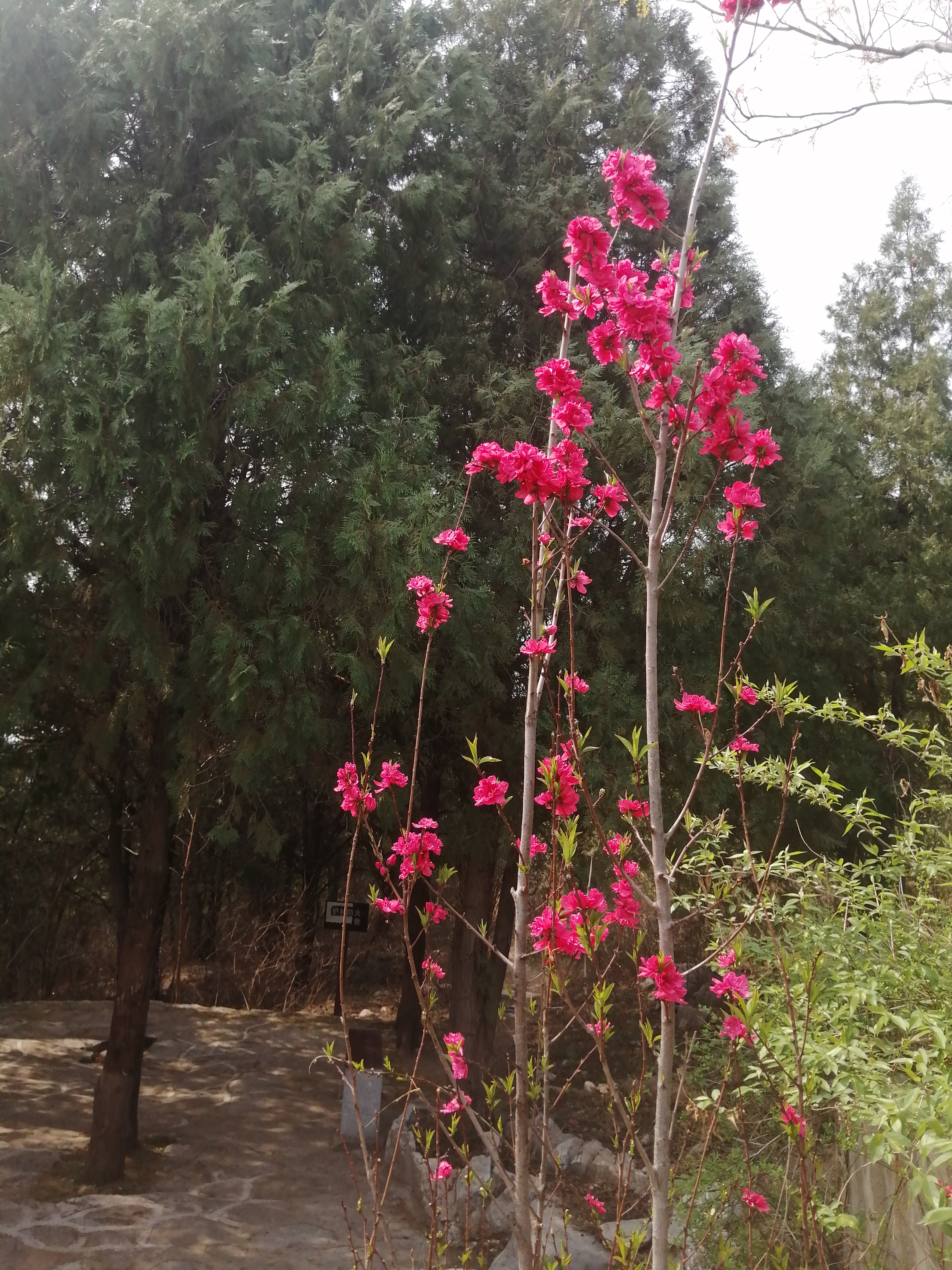 木兰花慢·四月天 杨友明(江苏) 正樱花若雪,海棠艳,菜花黄.