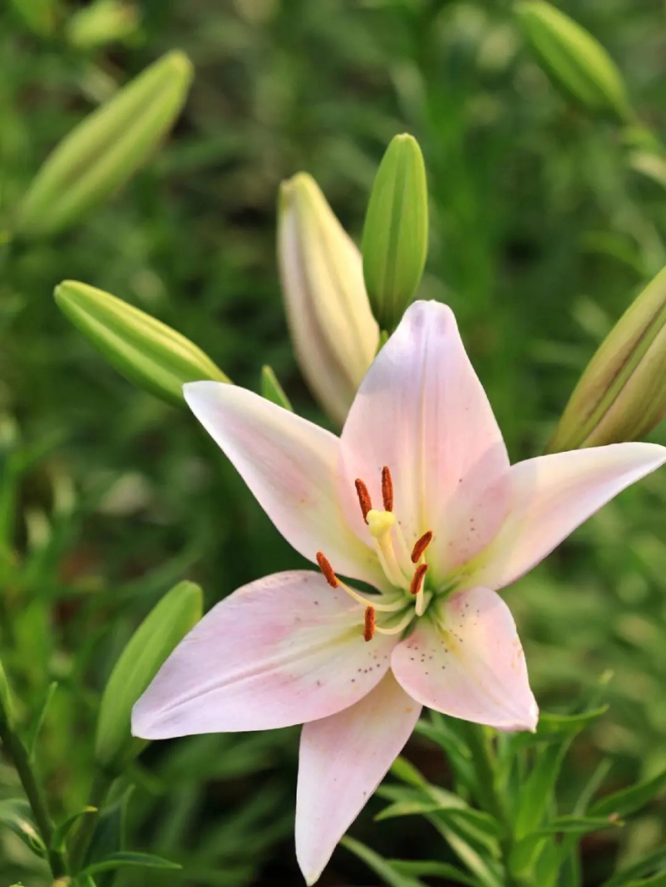 以下是几种常见的解读: 纯洁和高雅:百合花通常被视为纯洁和高雅的