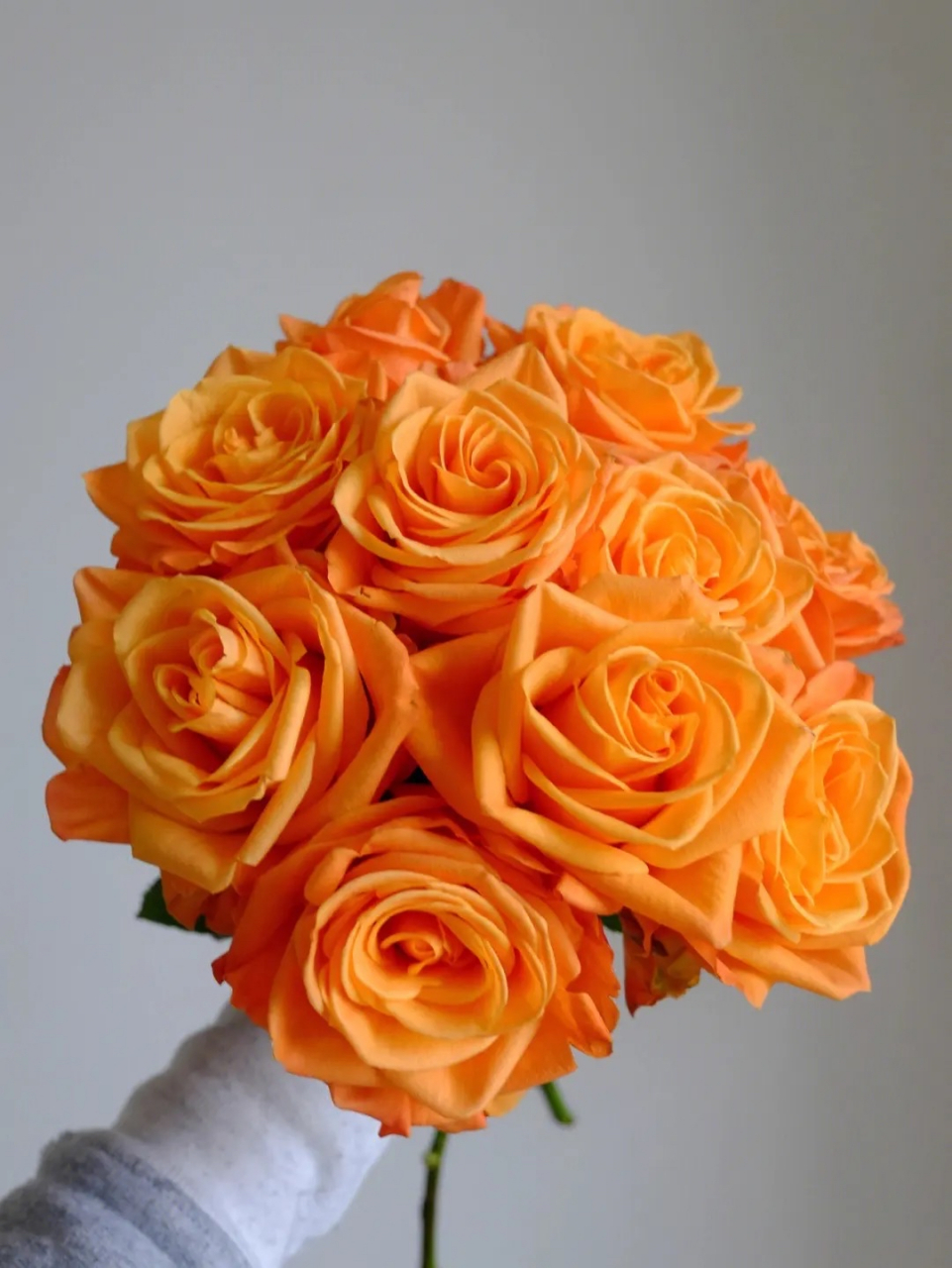 橙色玫瑰的花语:包括羞怯,献给你一份神秘的爱,以及青春的气息和初恋