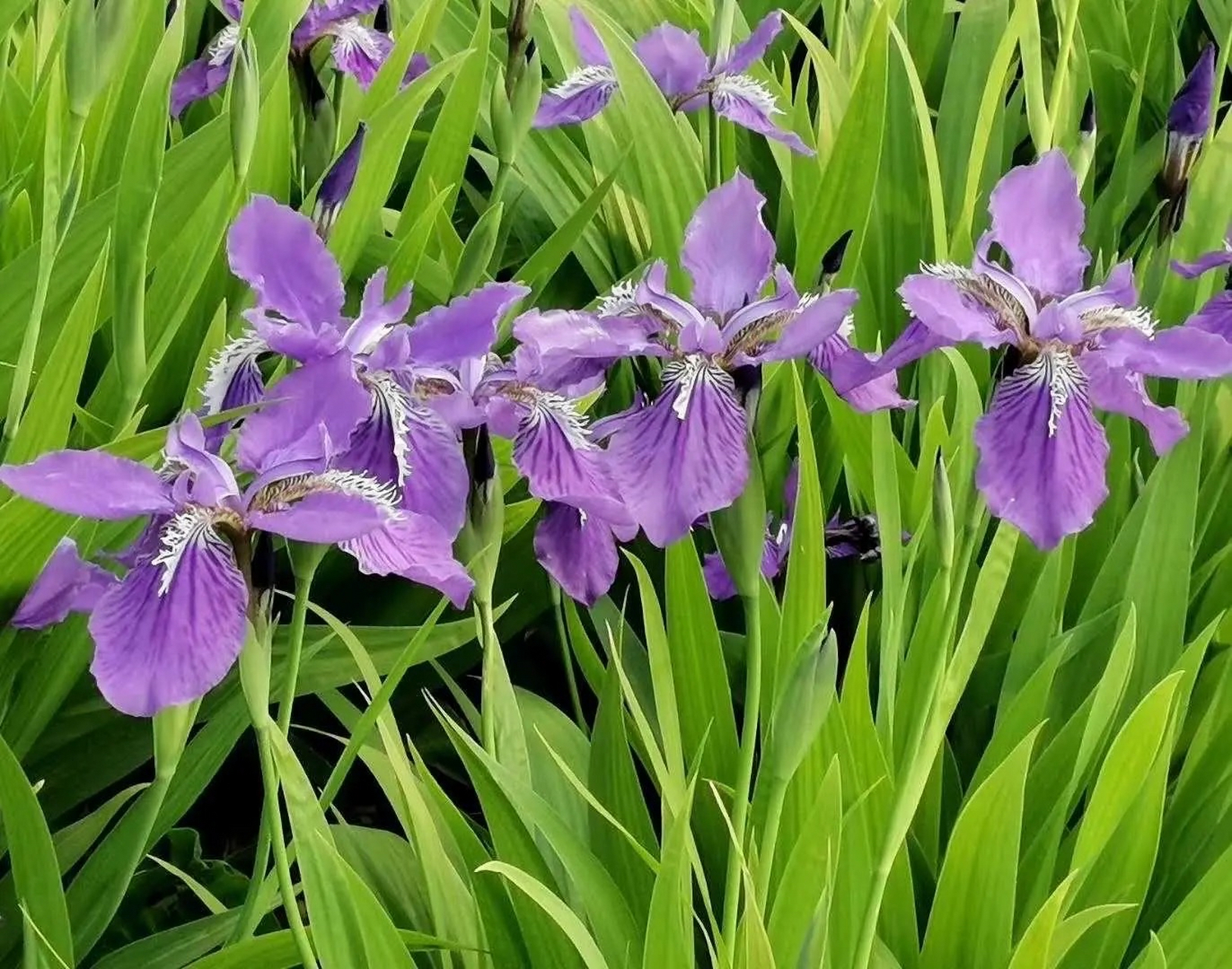 紫色鸢尾花的花语是爱意与吉祥,能够送给心爱的人表达自己的爱意,也