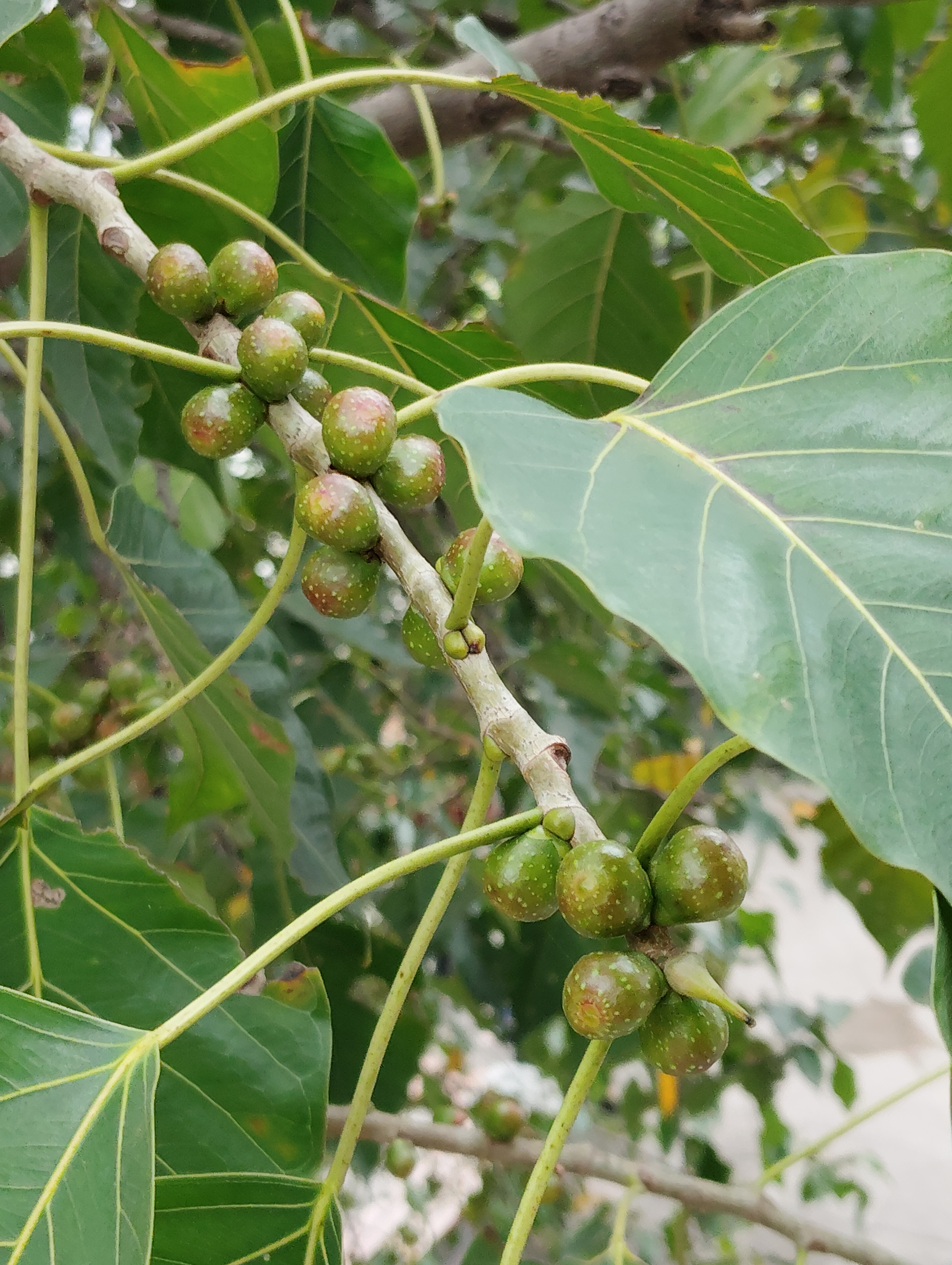 真实的菩提树果实图片