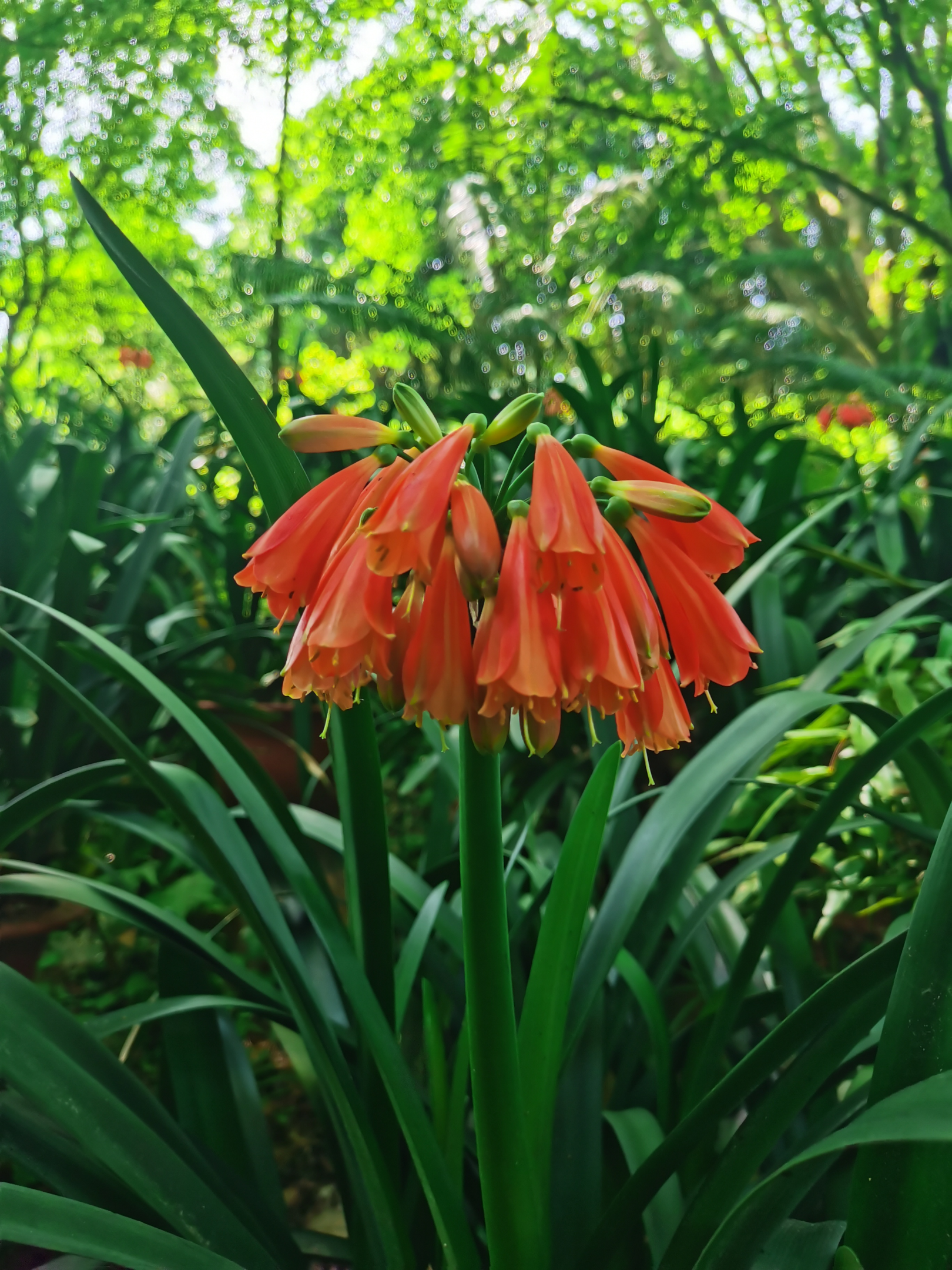 垂笑君子兰:孤兰群芳里,清韵不可绝      垂笑君子兰:孤兰群芳里,清韵