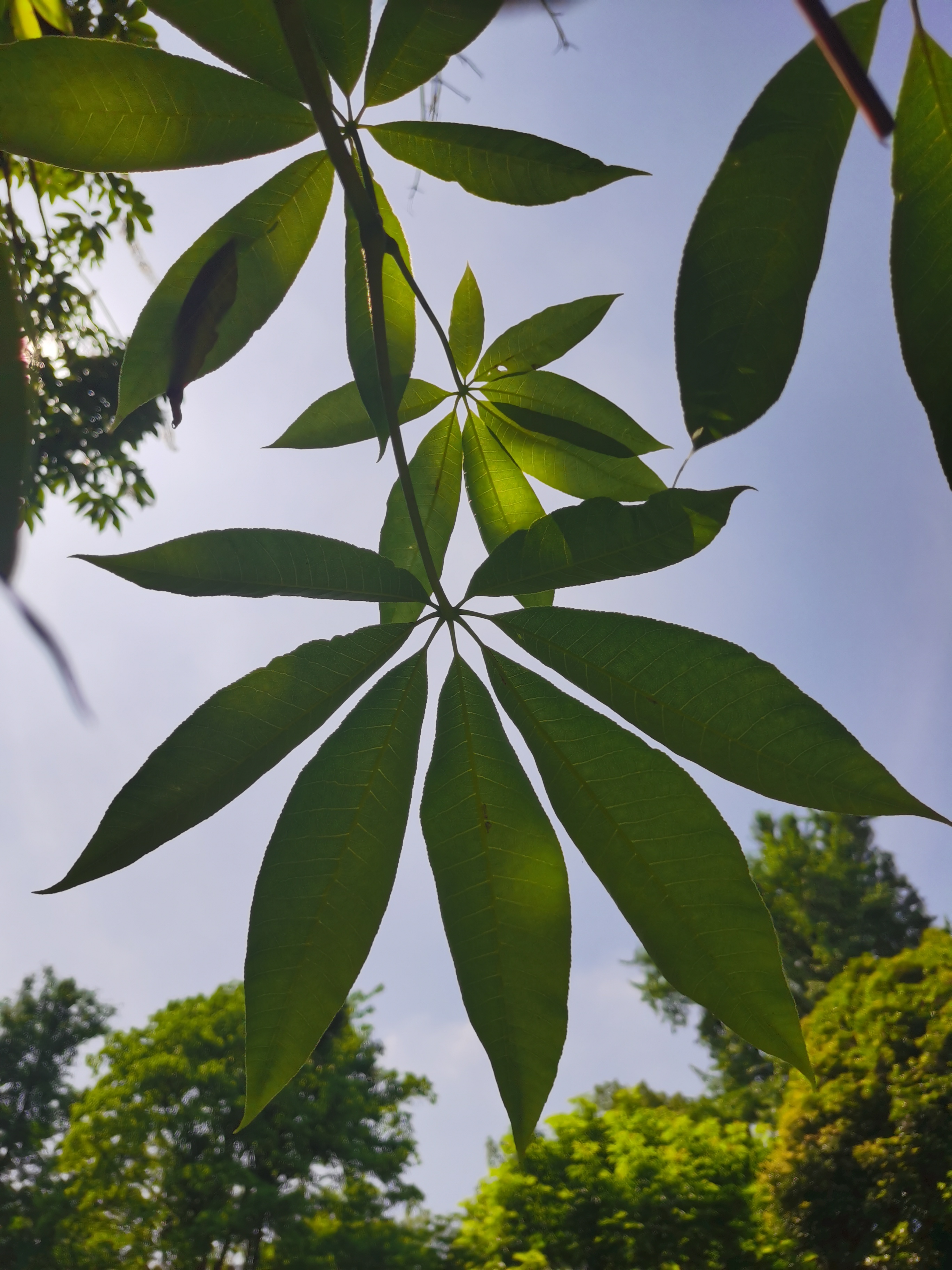 园七叶树树姿挺秀盛花时节满树白花七叶树是无患子科七叶树属植物