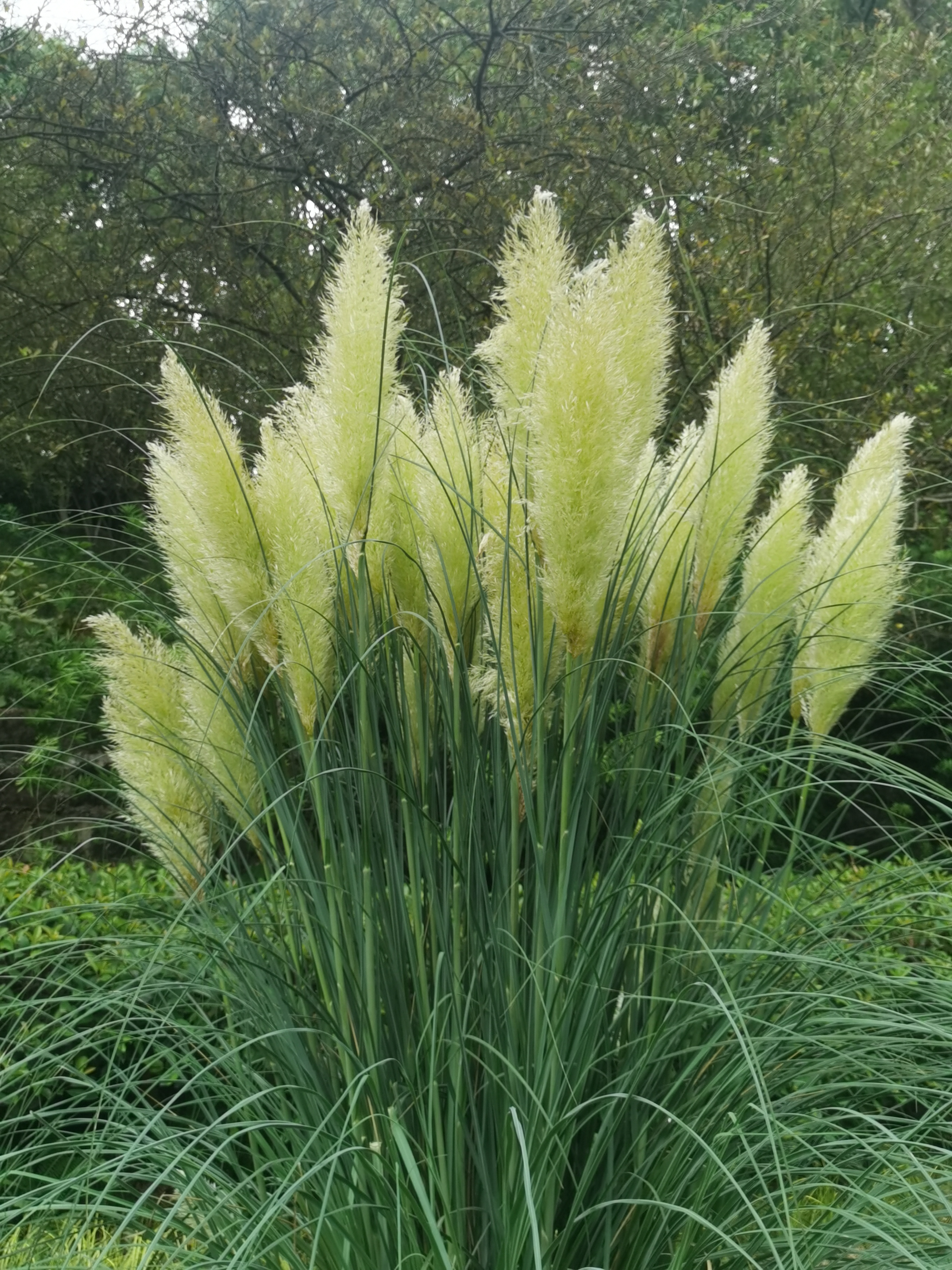 南山植物园之蒲苇,高大而优美,四季皆常绿 在自然界中,堪称"生命强者"