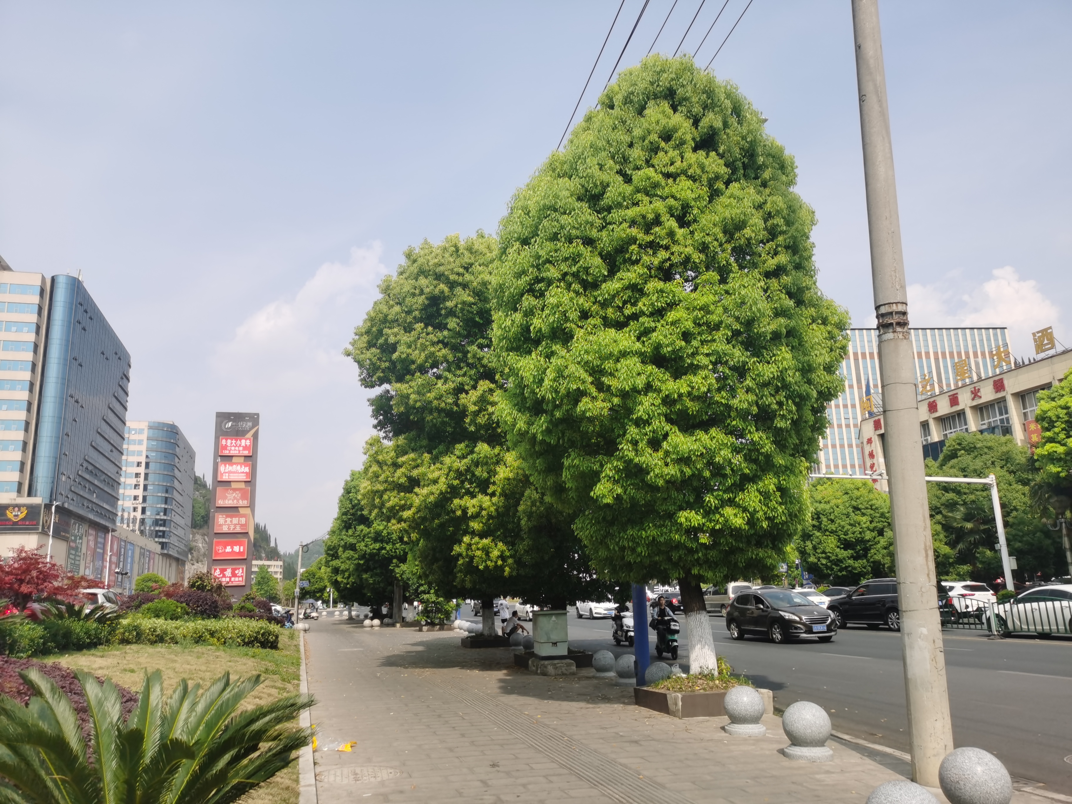 02 城市街道嫩绿清润的行道树