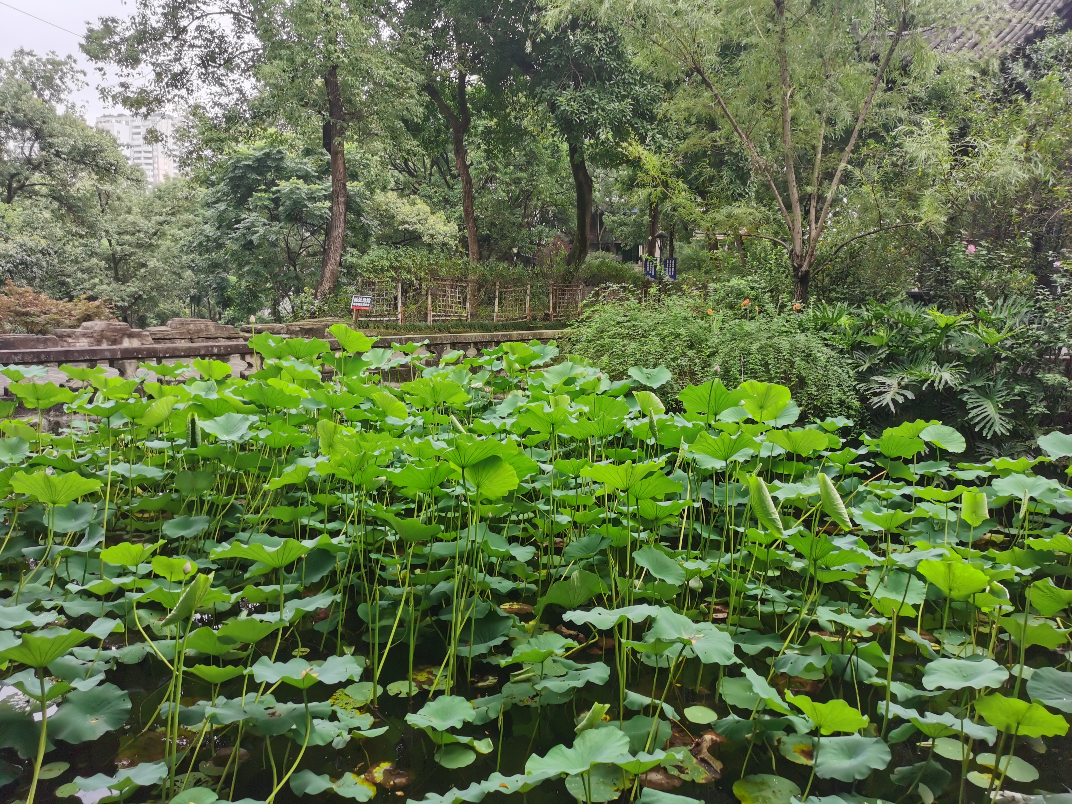 初夏的沙坪公园,绿意盎然,美不胜收!
