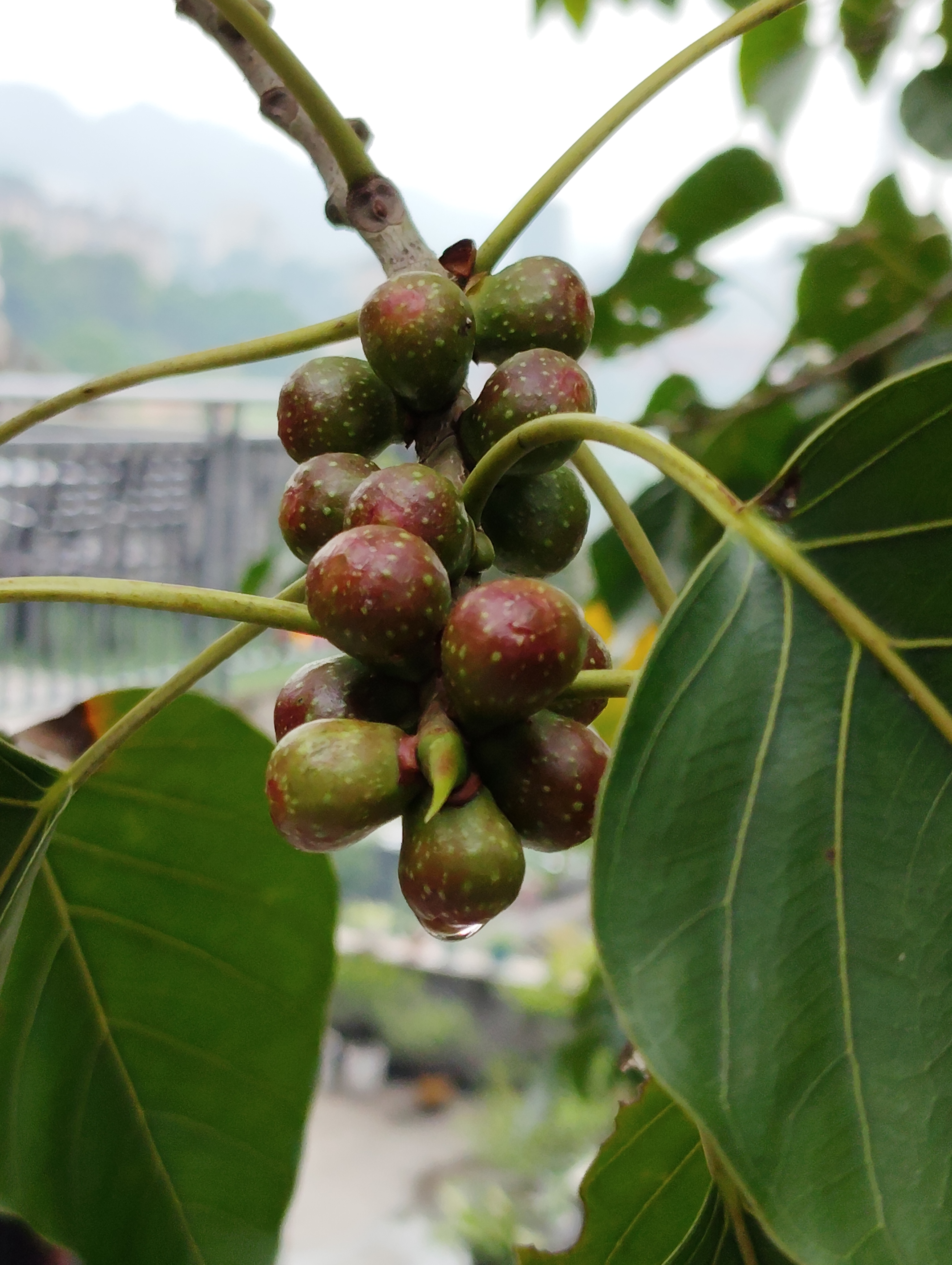 真实的菩提树果实图片