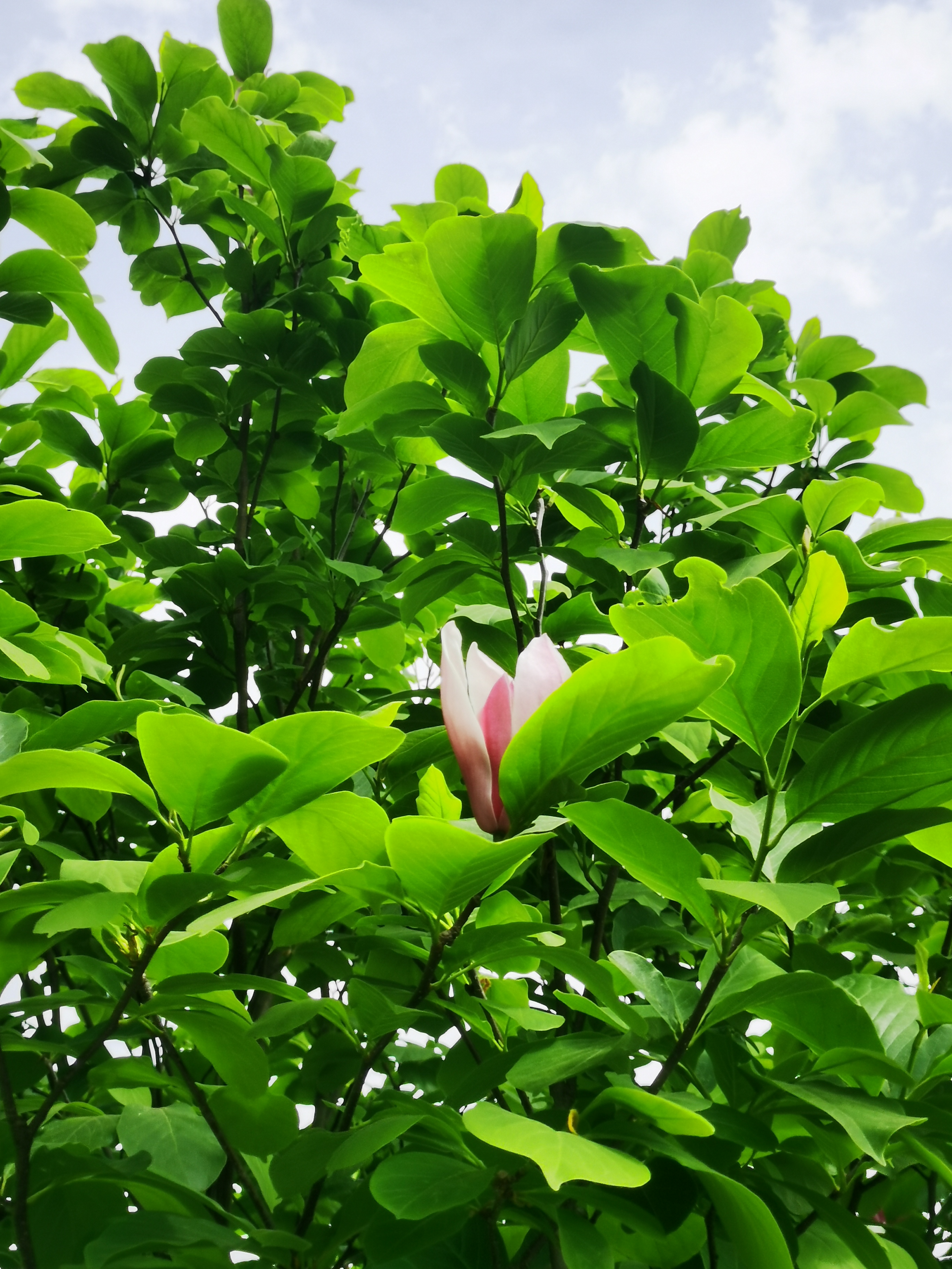 巴廉寺生态园的春日浪漫使者:二乔玉兰与紫藤 二乔玉兰,这个美丽的