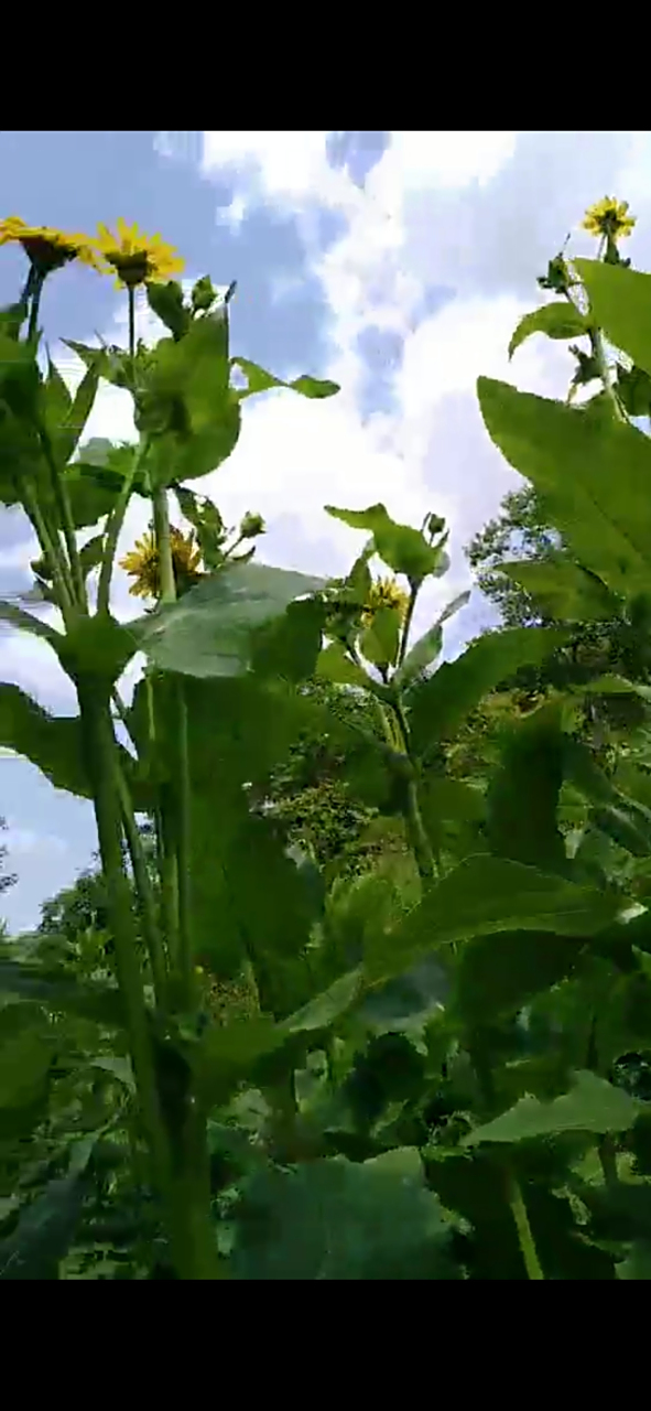 龙凤草属菊科多年生草,株高2.0--3.