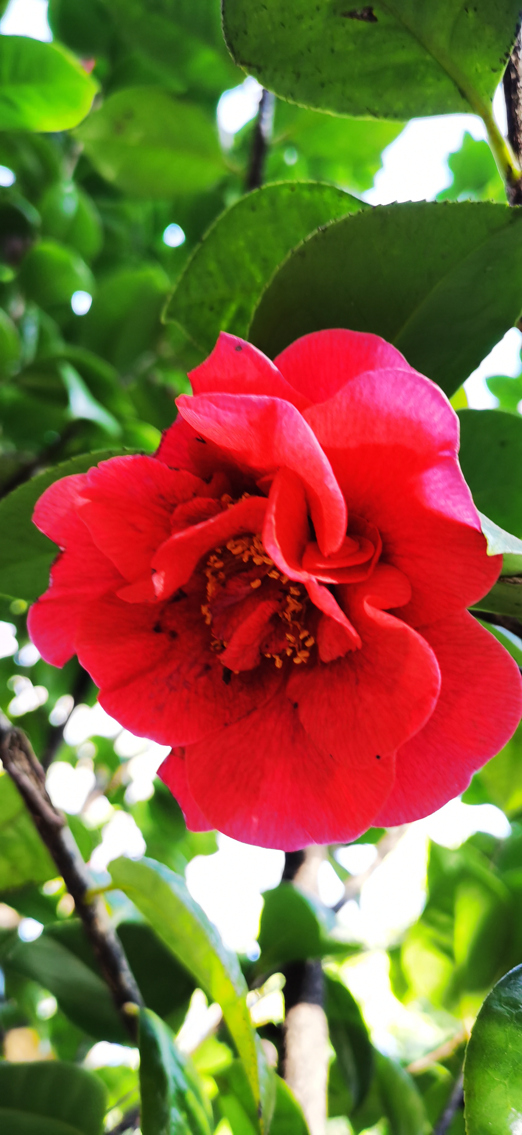 瞧这小红花开得多欢实! 看看 可爱深红?爱浅红?