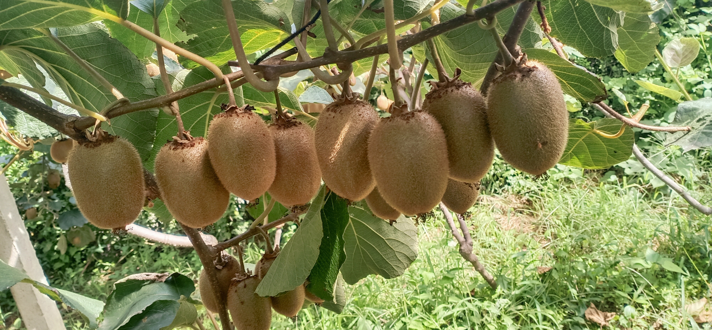 最近发猕猴桃 有点频繁[跳跳][跳跳] 如有打扰还请见谅[玫瑰] 自家