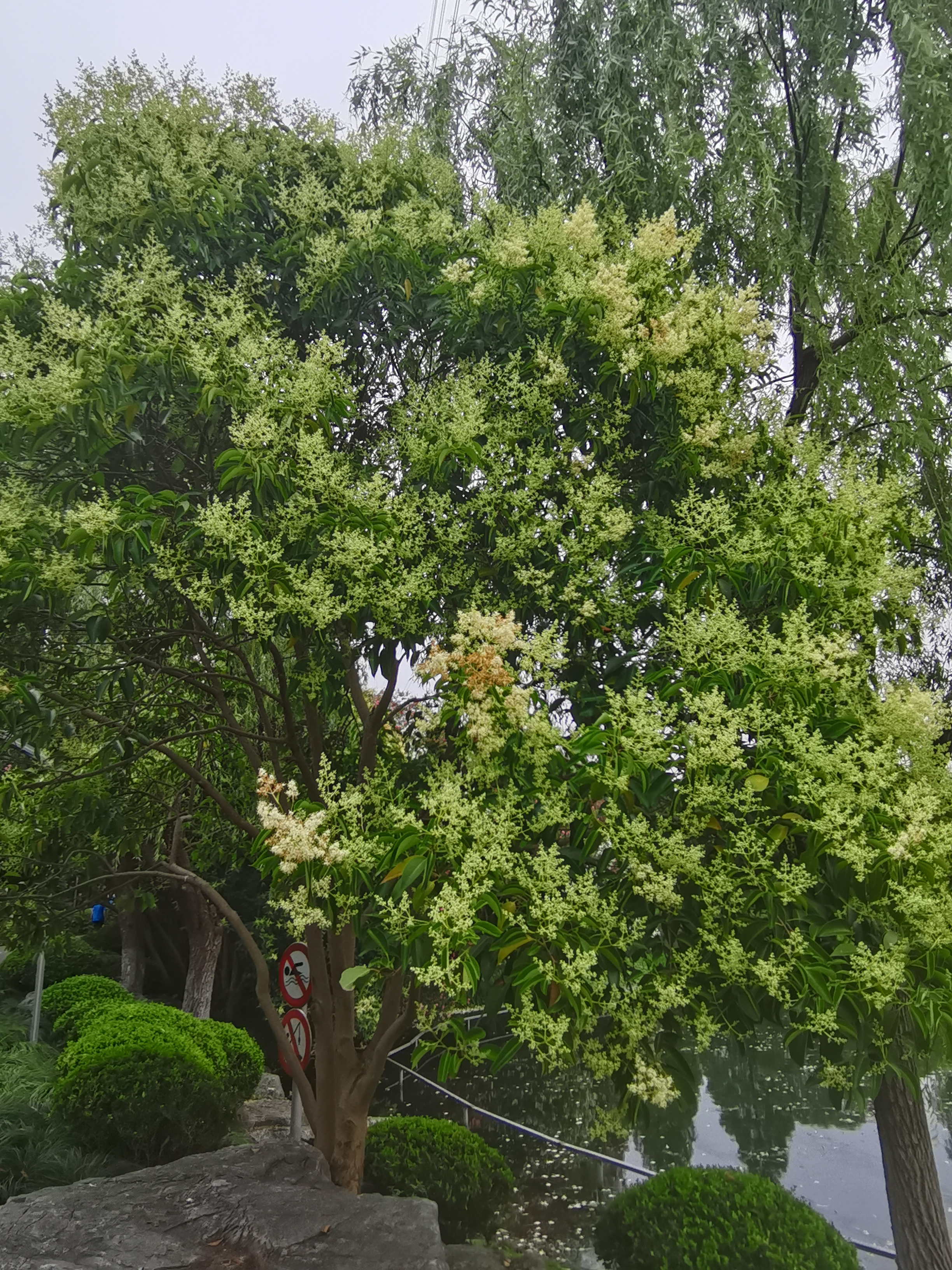 此时的女贞树的花蕾满枝.已开的花穗透着好闻的木质香