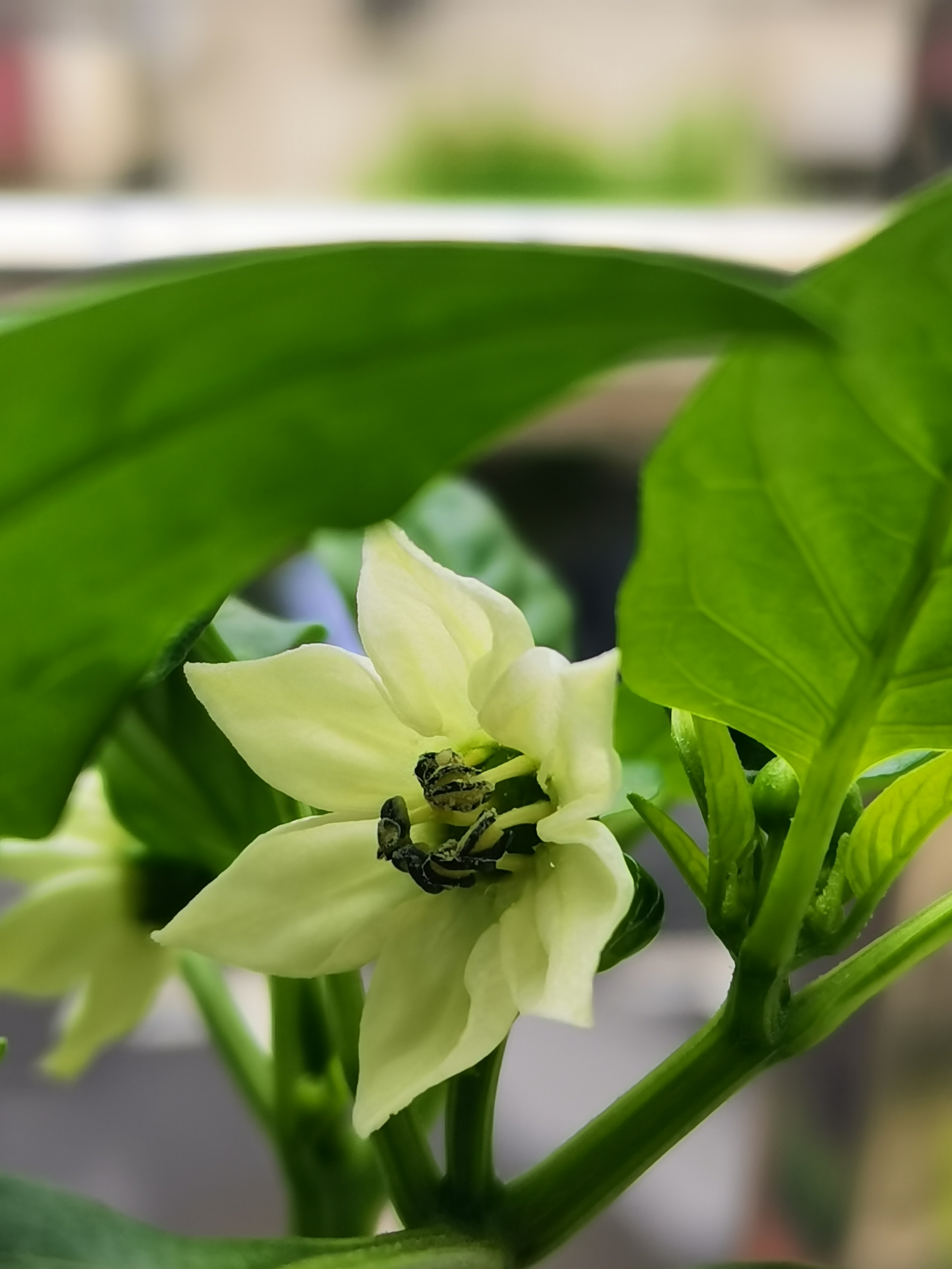 黄色的番茄花