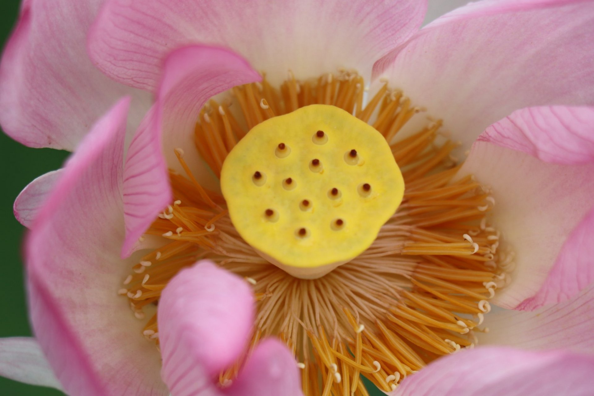 摄影技巧# 为了再现吸光体表面的层次质感,布光的灯位要以侧光,顺光