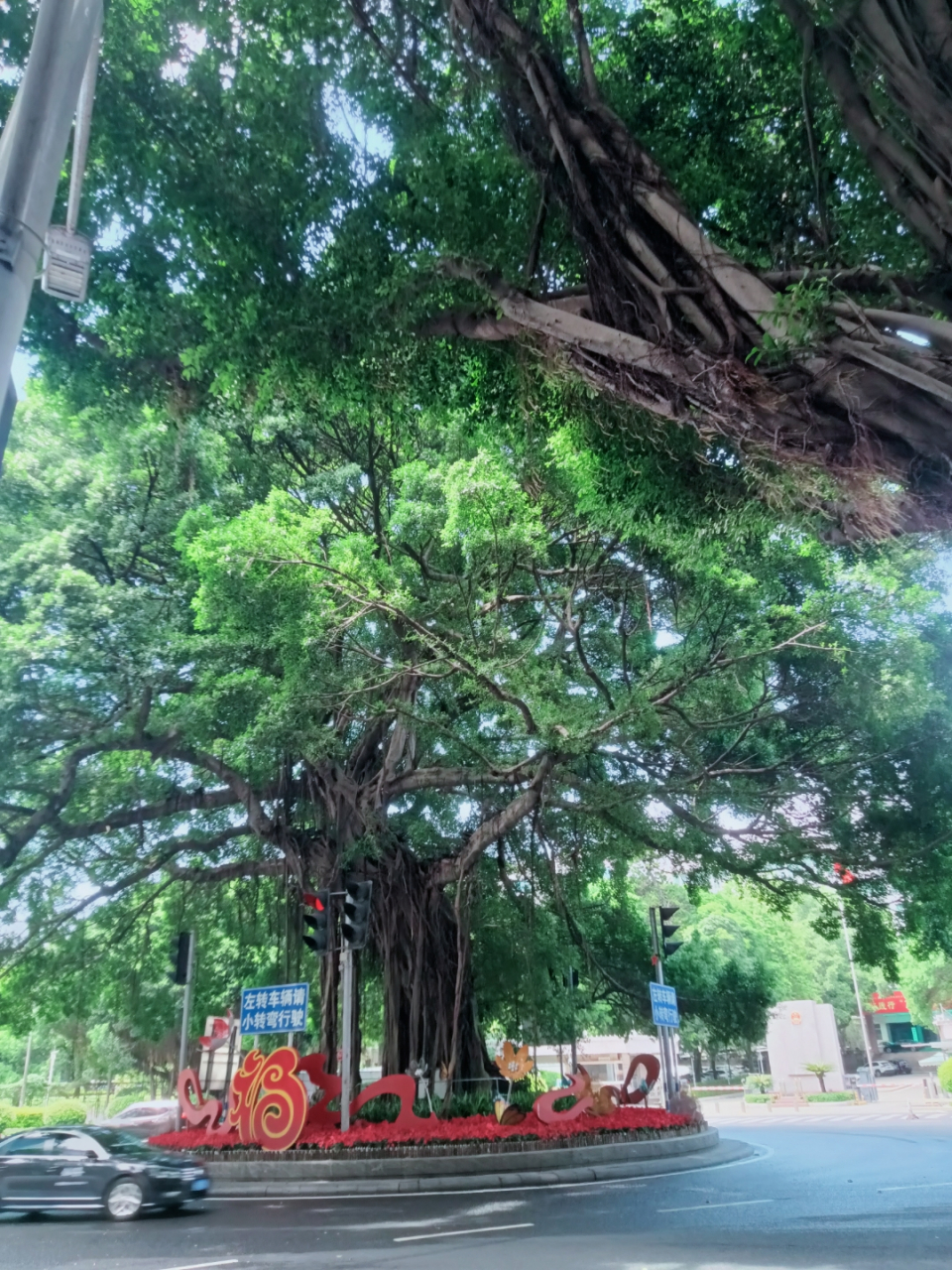 当然是来看福州的大榕树啦[期待][期待]
