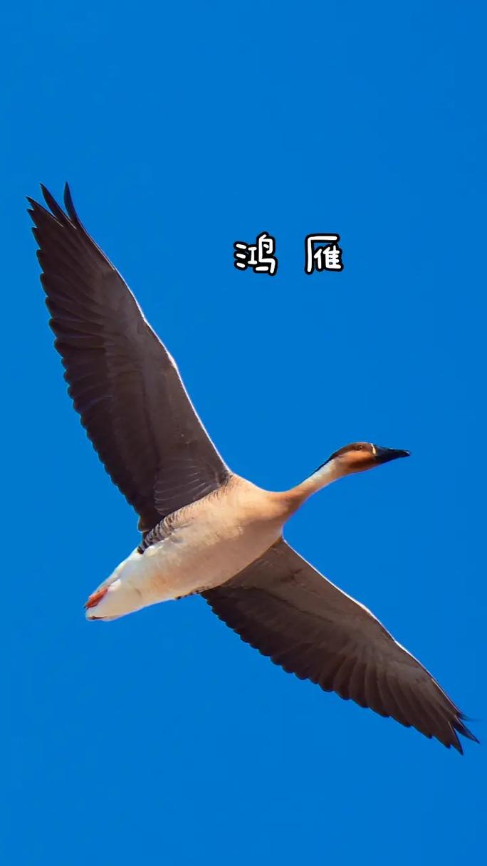 七律鸿雁 文/李彬