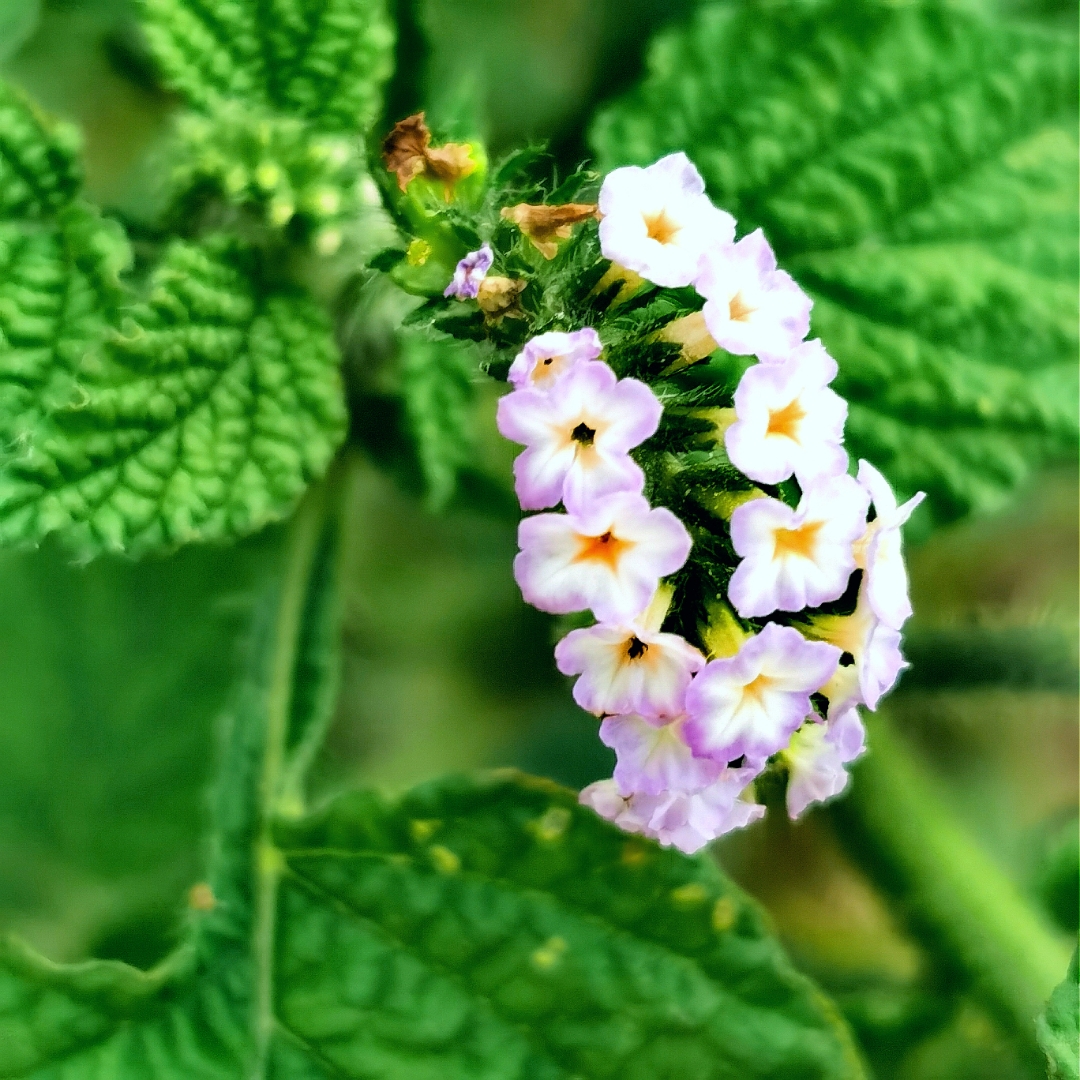 小野花 大尾摇 猫尾草