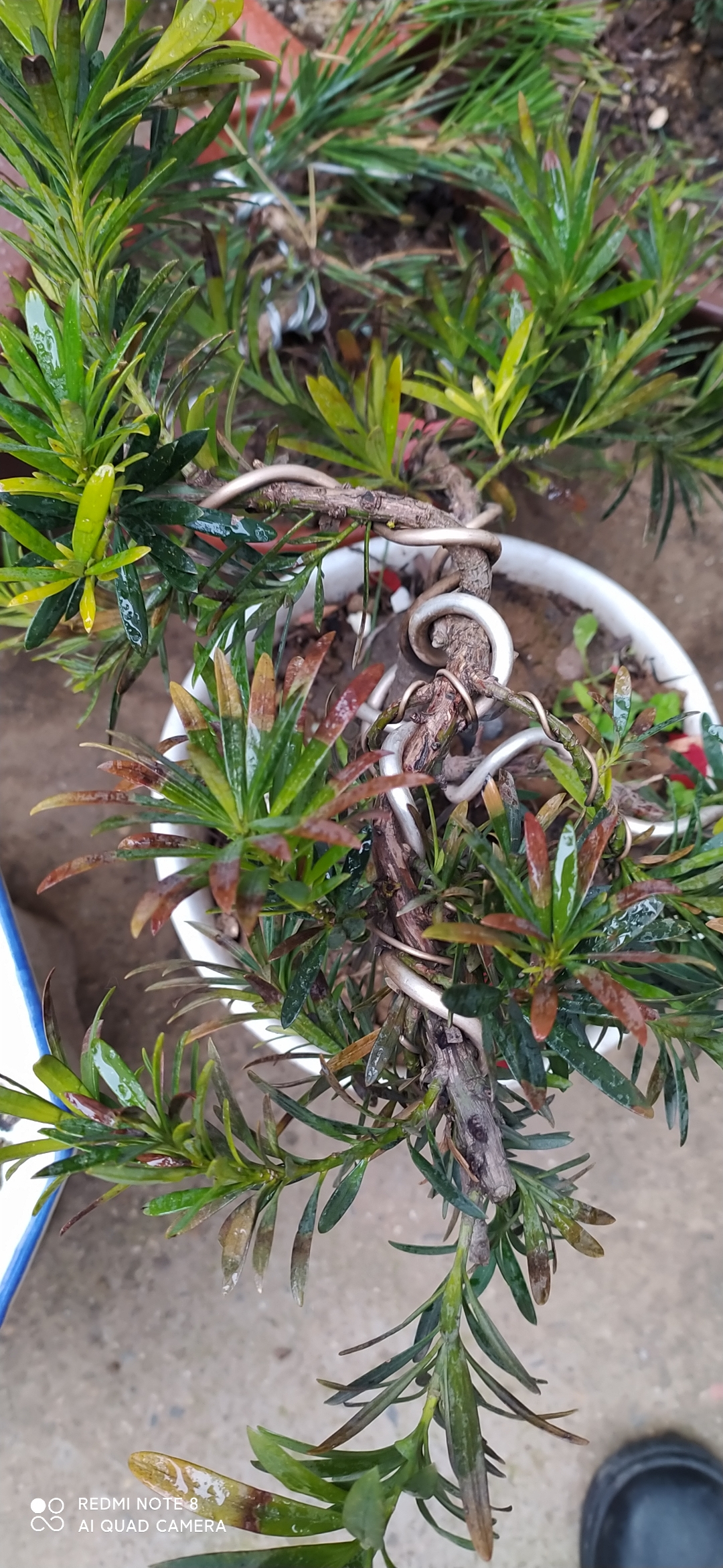 大师们看看我这罗汉松叶子变黄,变黑是什么原因所制.