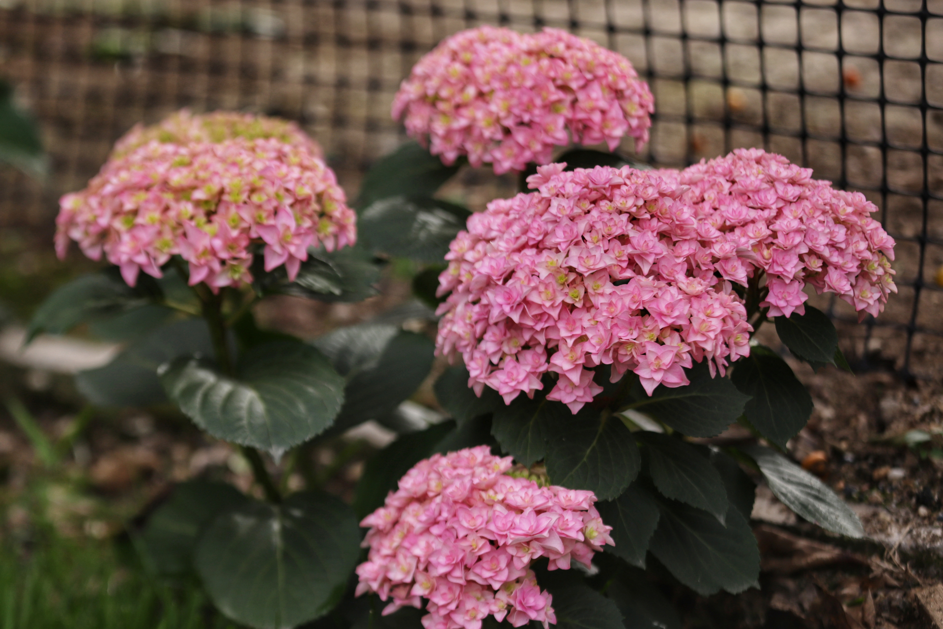 小院绣球——花手鞠 花手鞠是最早开花的小院绣球品种之一,重瓣的粉色