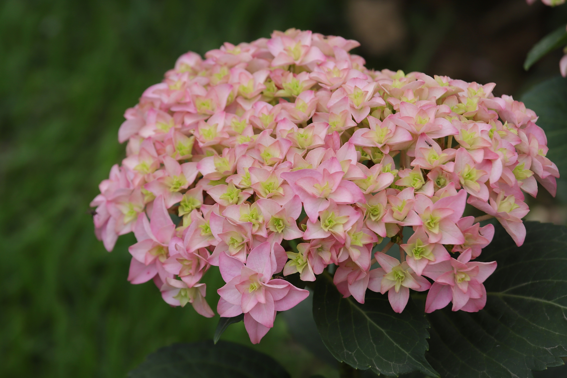 小院绣球——花手鞠 花手鞠是最早开花的小院绣球品种之一,重瓣的粉色
