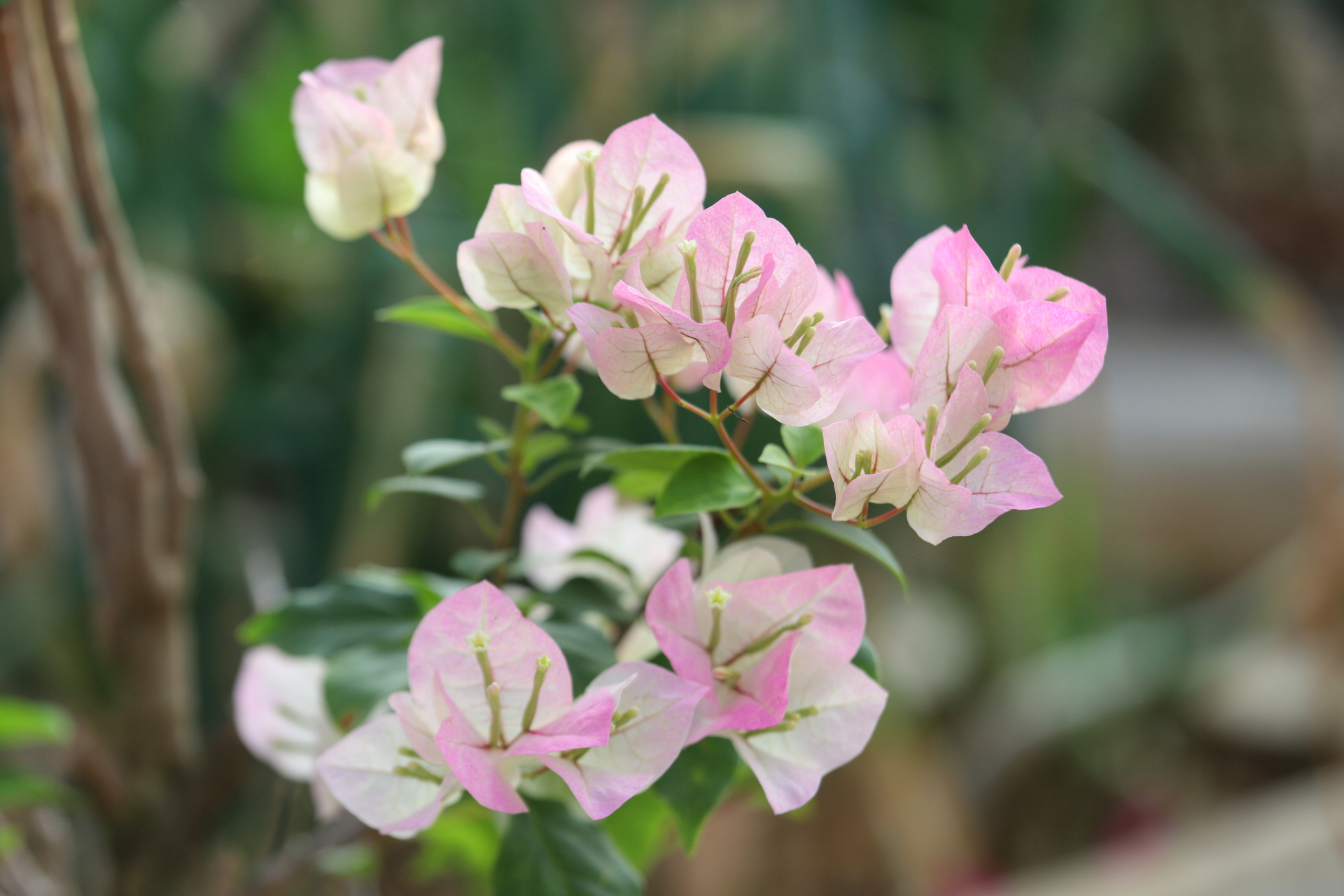 三角梅绿叶樱花,颜值很仙.