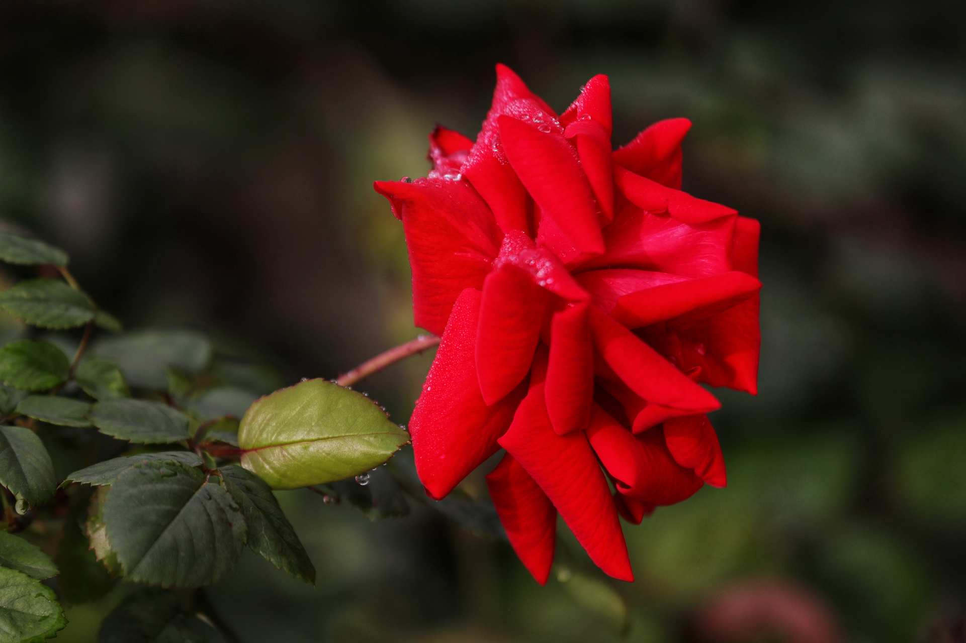 最喜欢的是金牛座月季,抗性好几乎没有病虫害,耐热耐晒耐雨淋,直立