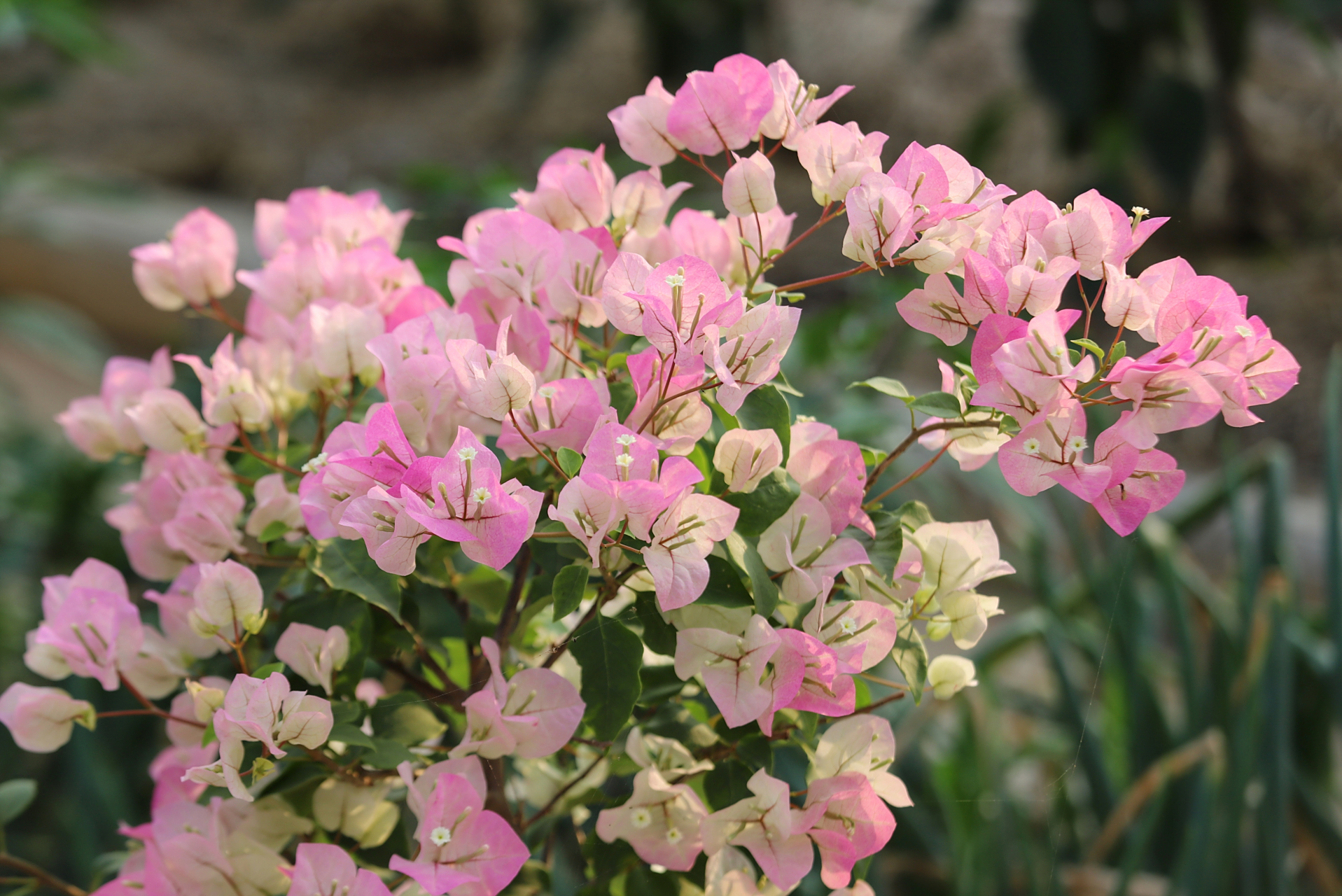 三角梅绿叶樱花,颜值很仙.#三角梅# #月季# #记录生活# #庭院花园# #