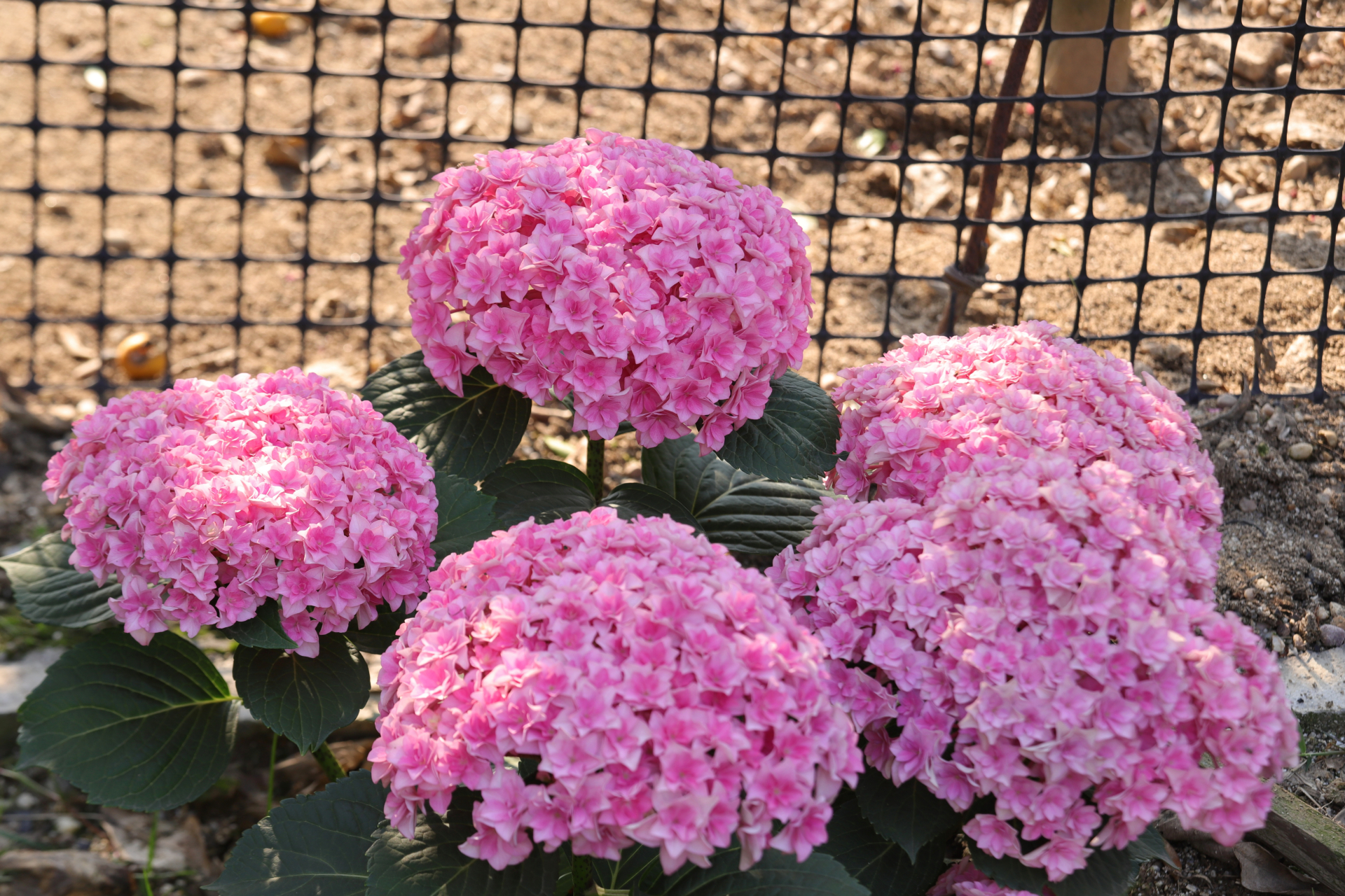 绣球,太阳神殿.去年秋天入的小苗地栽,冬天没怎么管.