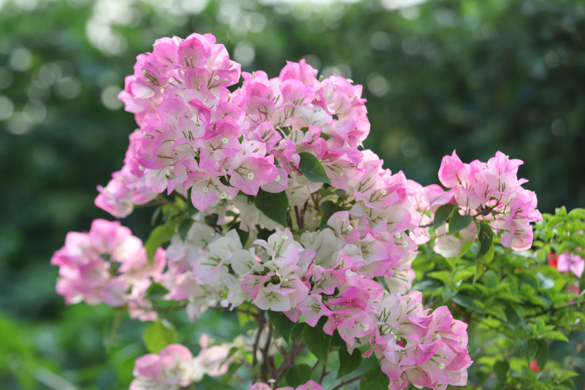 三角梅绿叶樱花,颜值很仙.