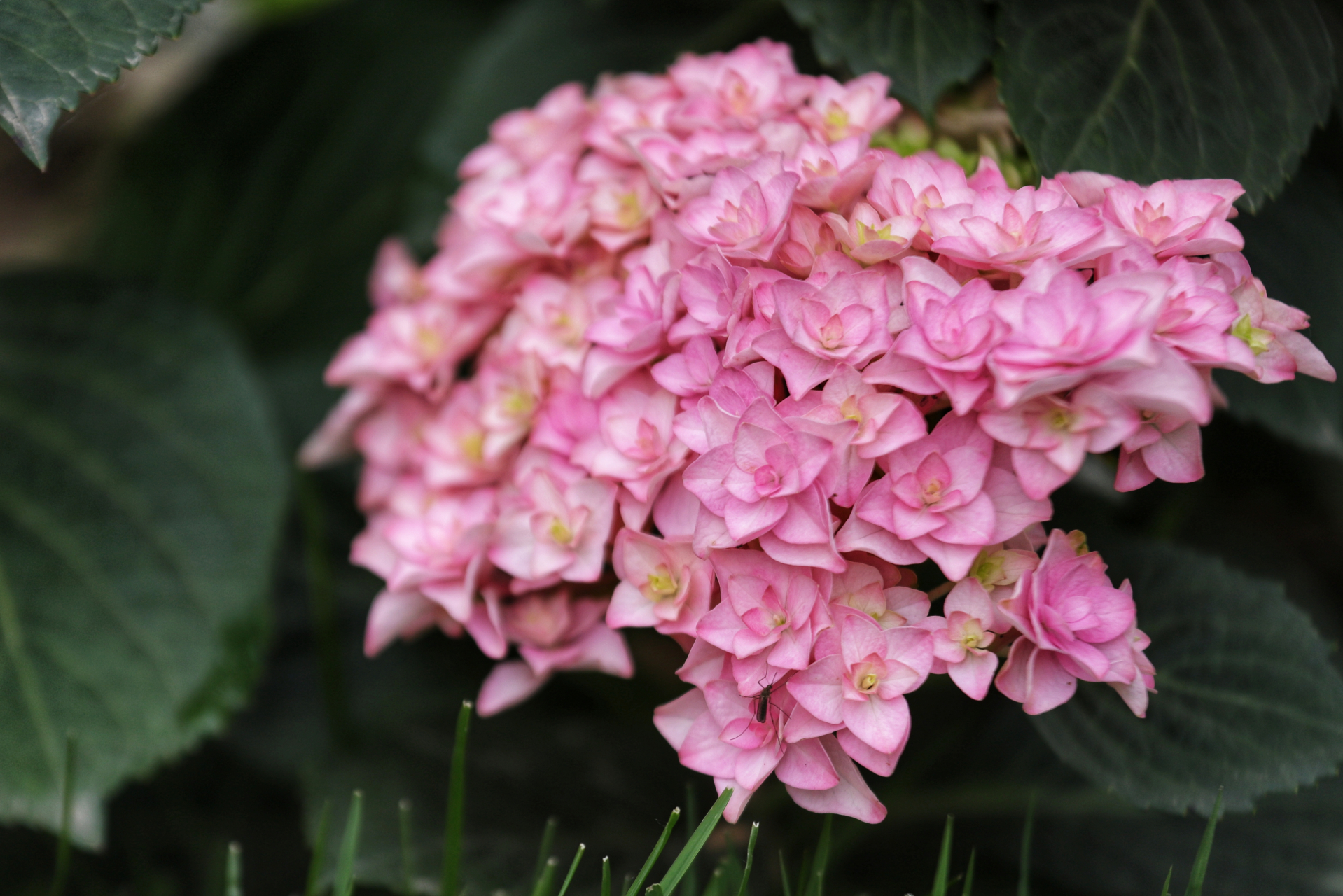 小院绣球——花手鞠 花手鞠是最早开花的小院绣球品种之一,重瓣的粉色