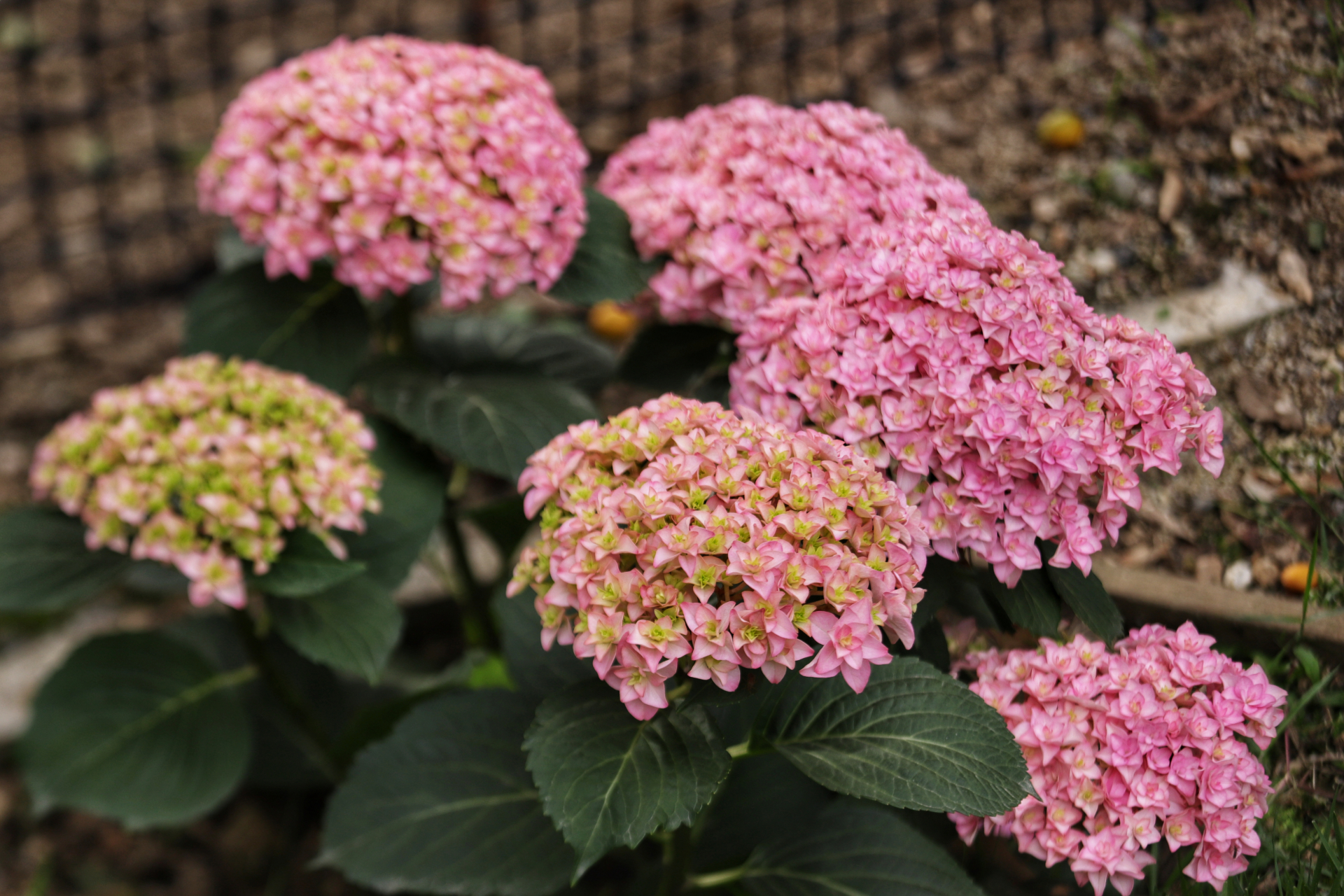 小院绣球——花手鞠 花手鞠是最早开花的小院绣球品种之一,重瓣的粉色