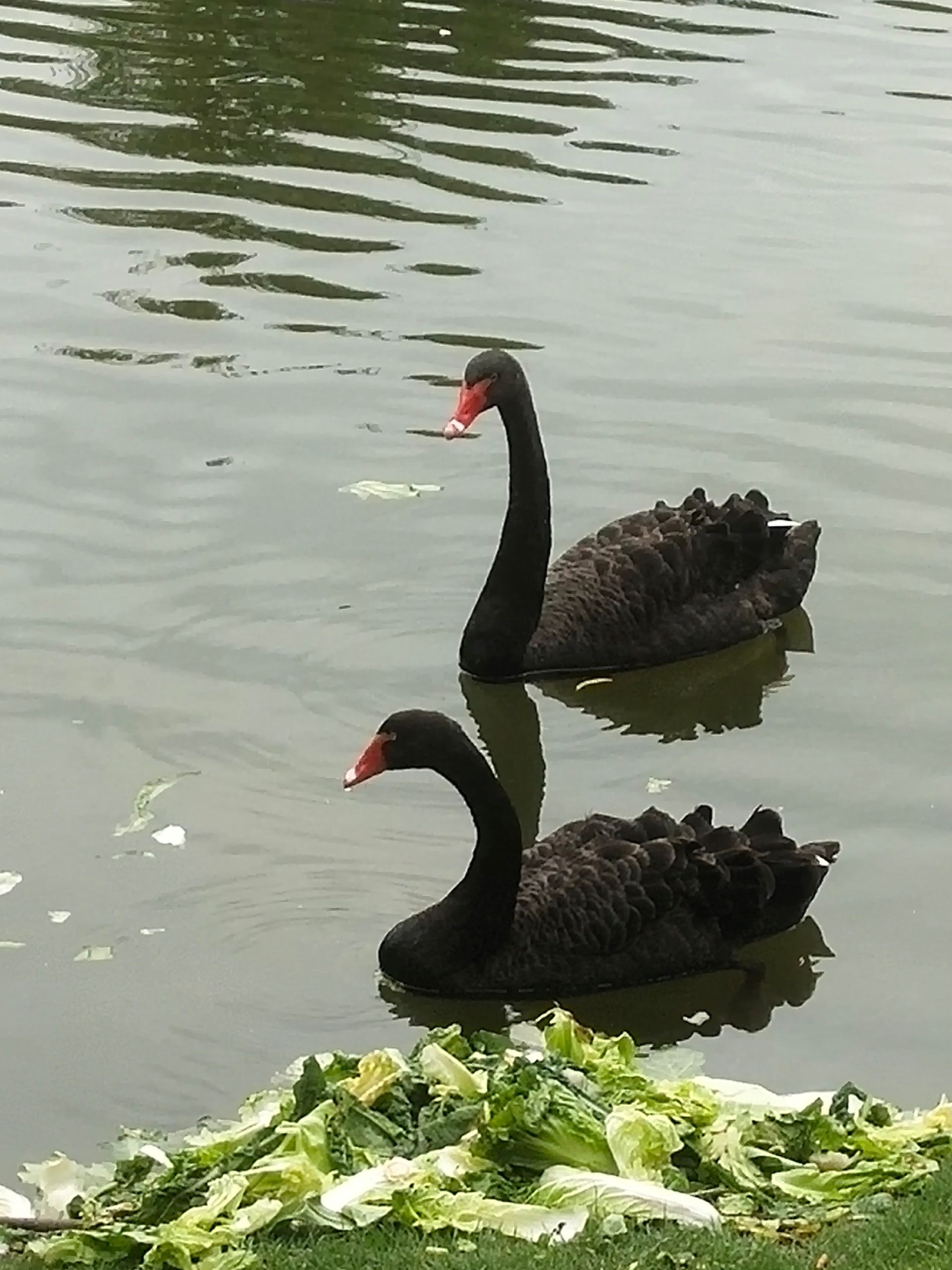 湖面上的两只优雅黑天鹅,享受着宁静的午后时光.