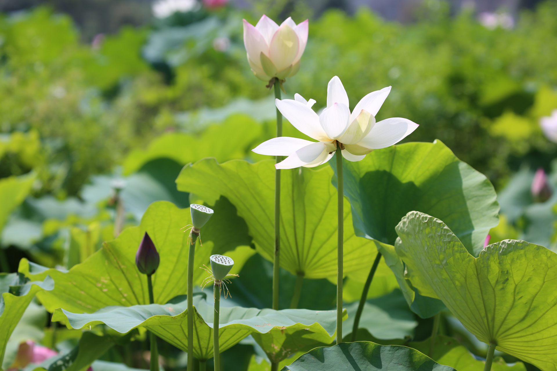 荷花才是夏天最美的仙子,今年夏天赏荷圣地推荐——覃塘.