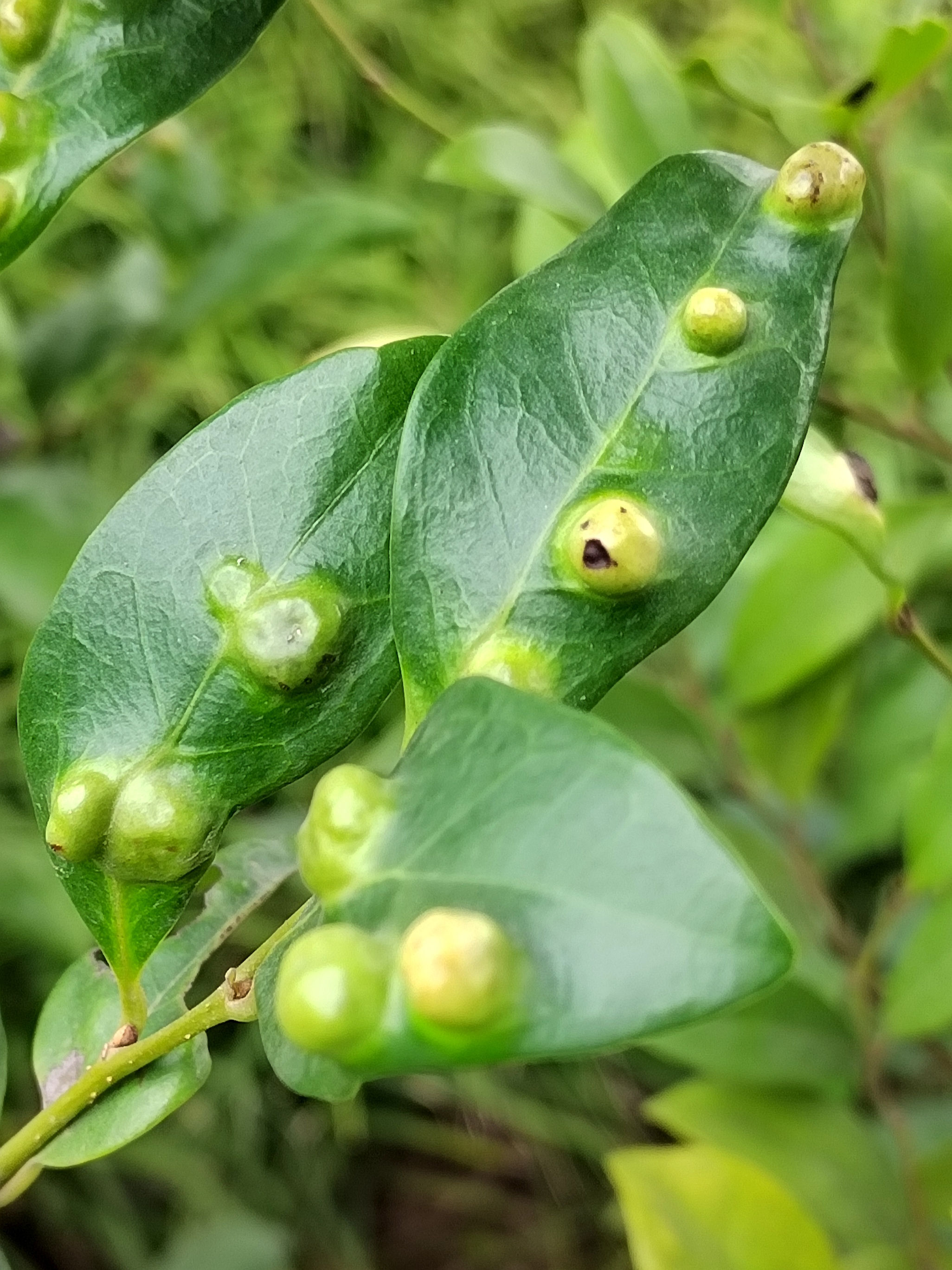 虫瘿