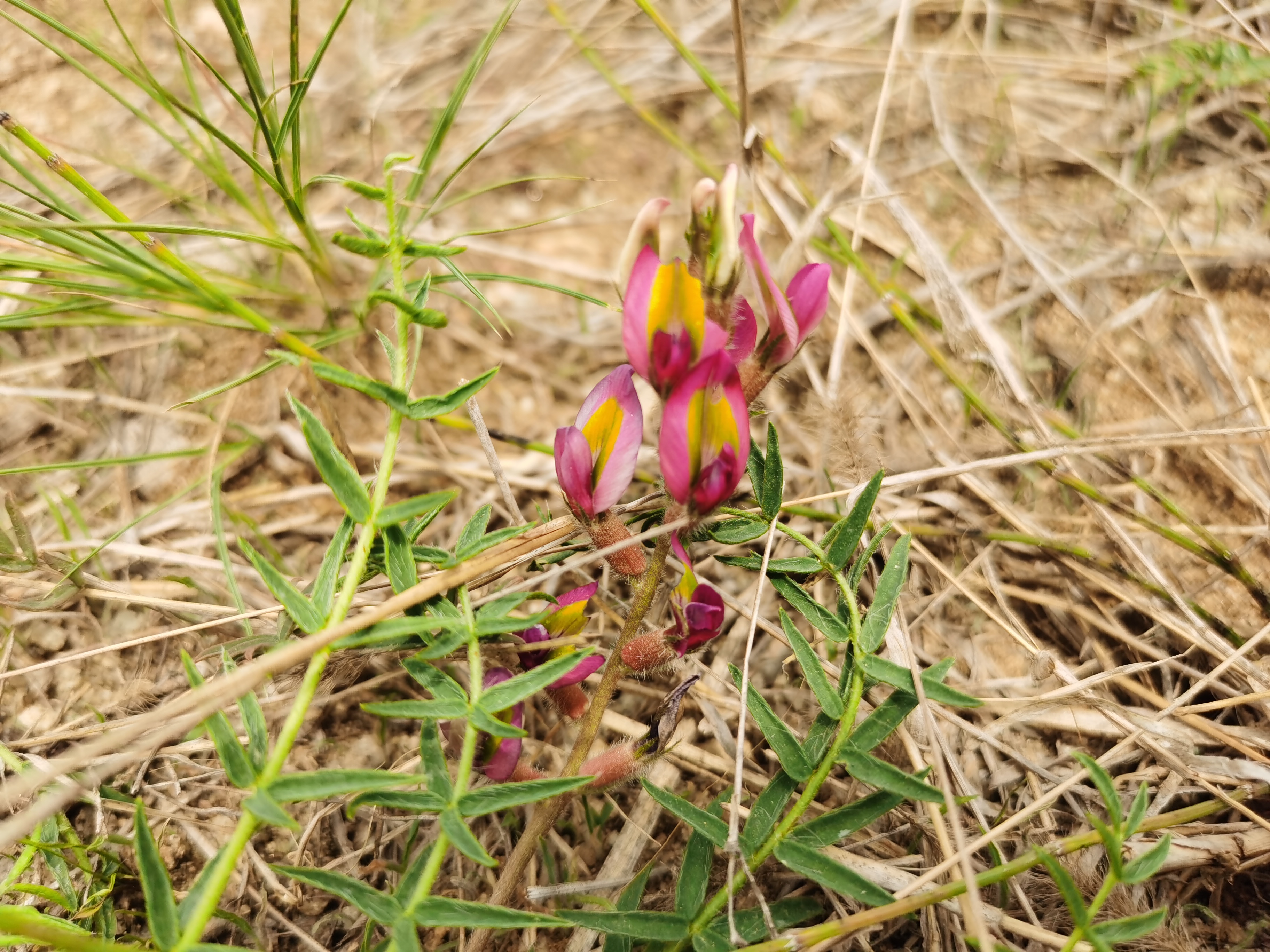 我在度娘上查了,叫地角儿苗.你们看看有没有见到过.